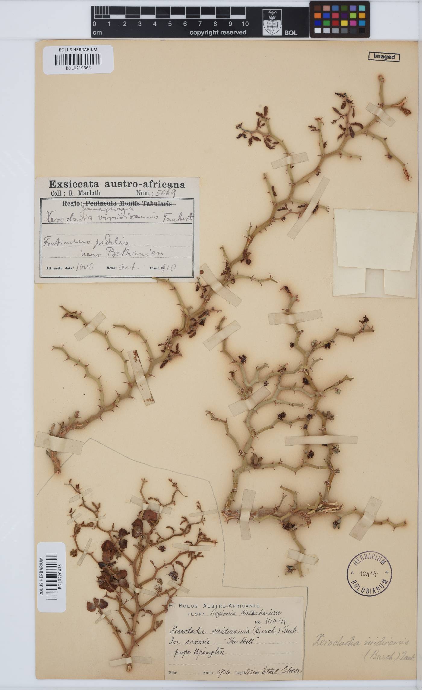 Xerocladia viridiramis image