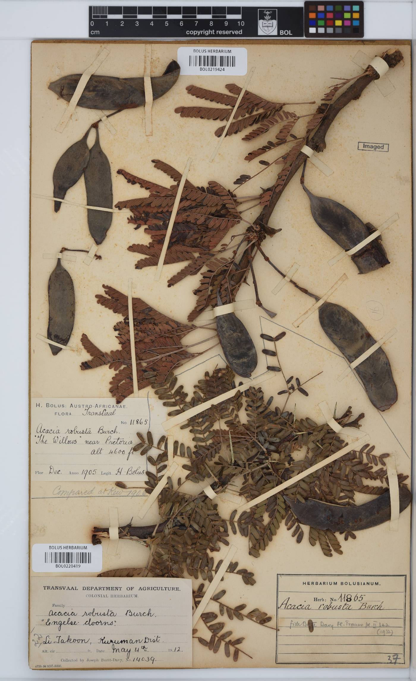 Vachellia robusta image