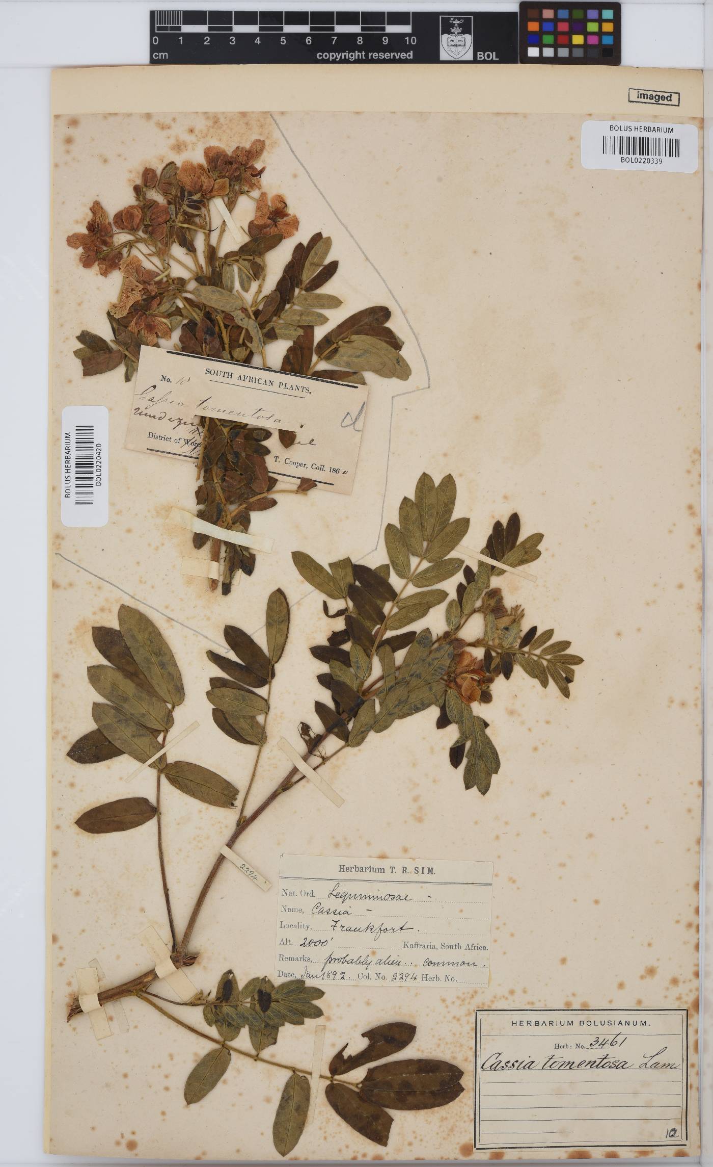 Senna holosericea image