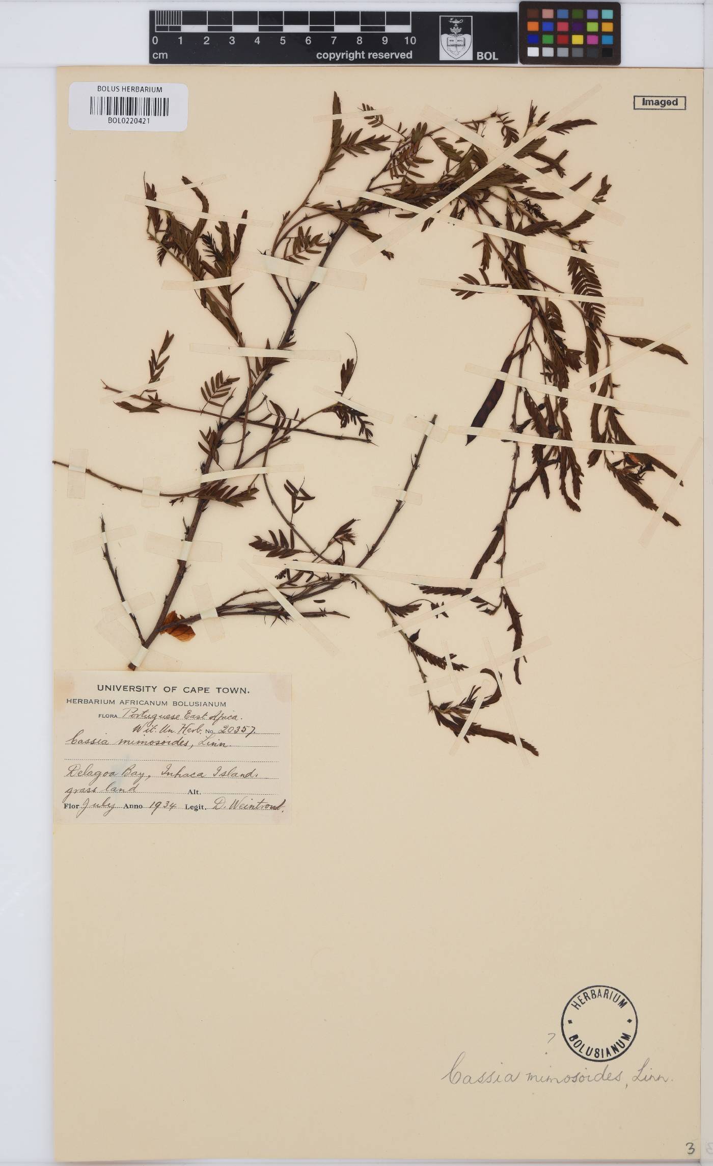 Cassia image