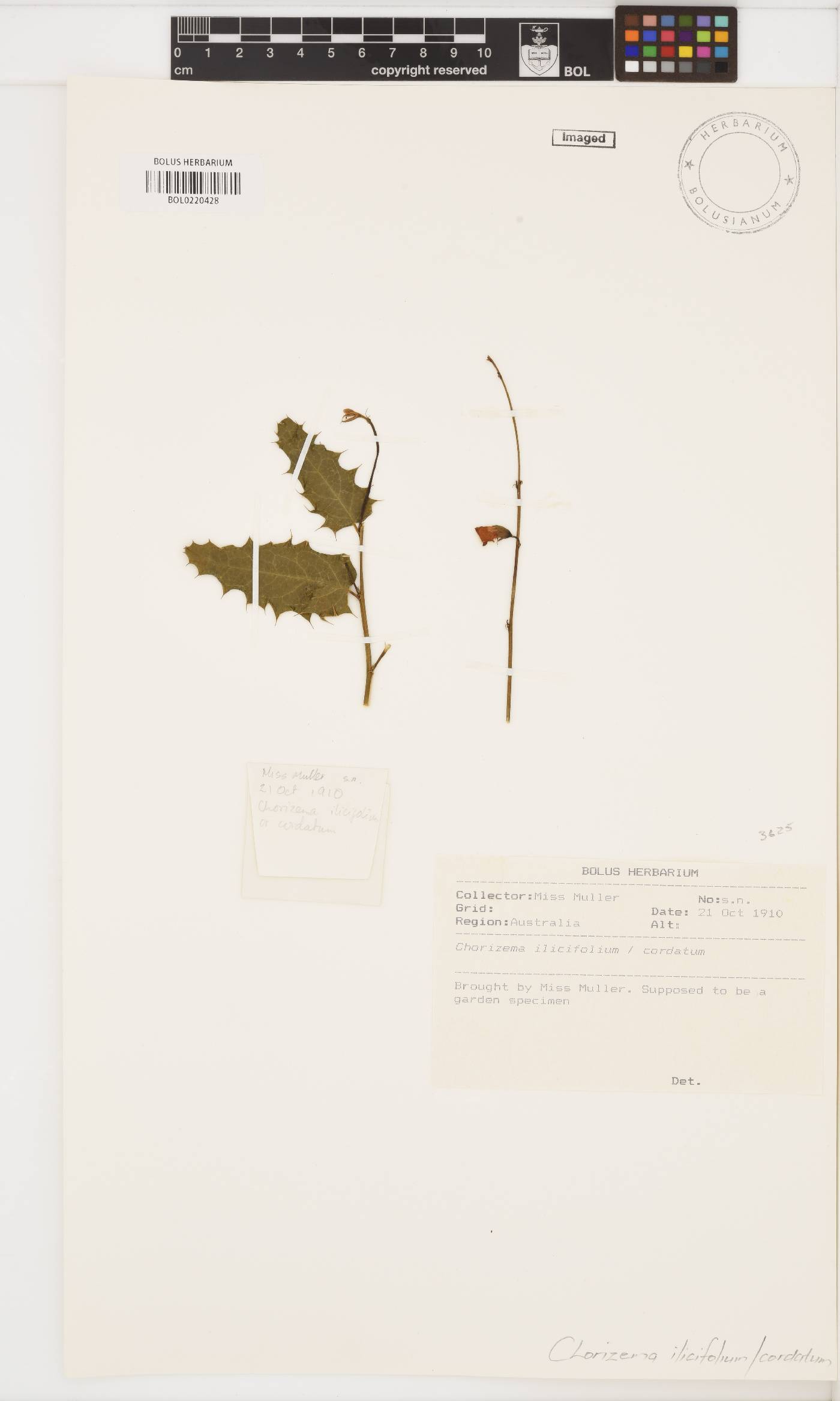Chorizema ilicifolium image