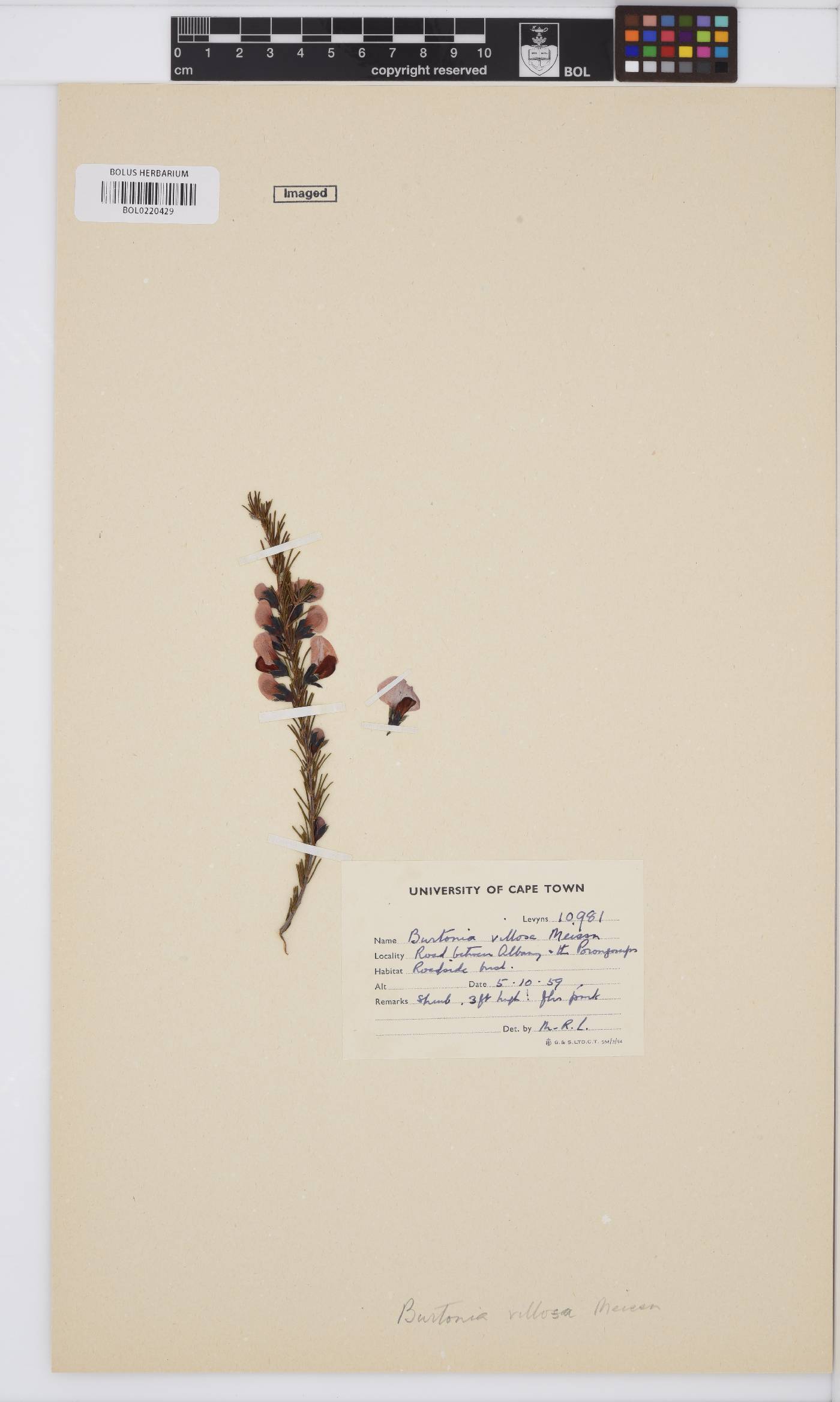 Burtonia villosa image