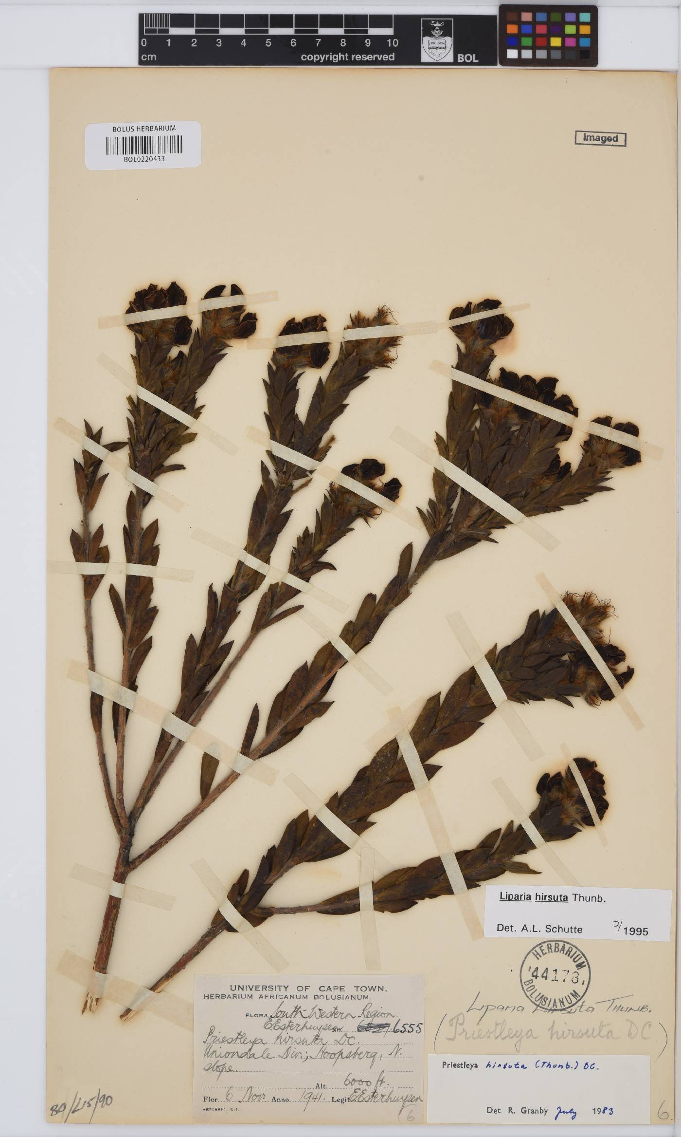 Liparia hirsuta image