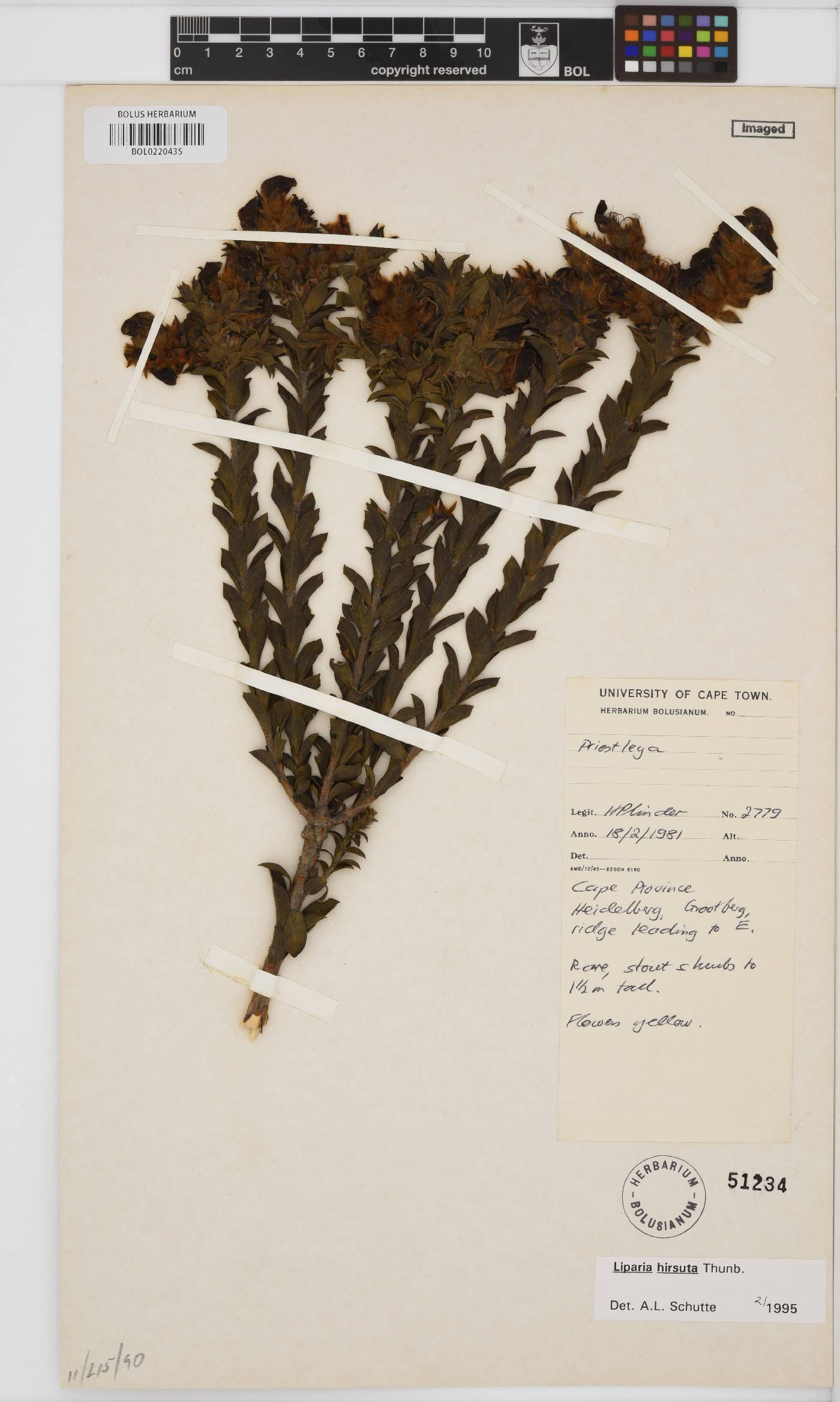 Liparia hirsuta image