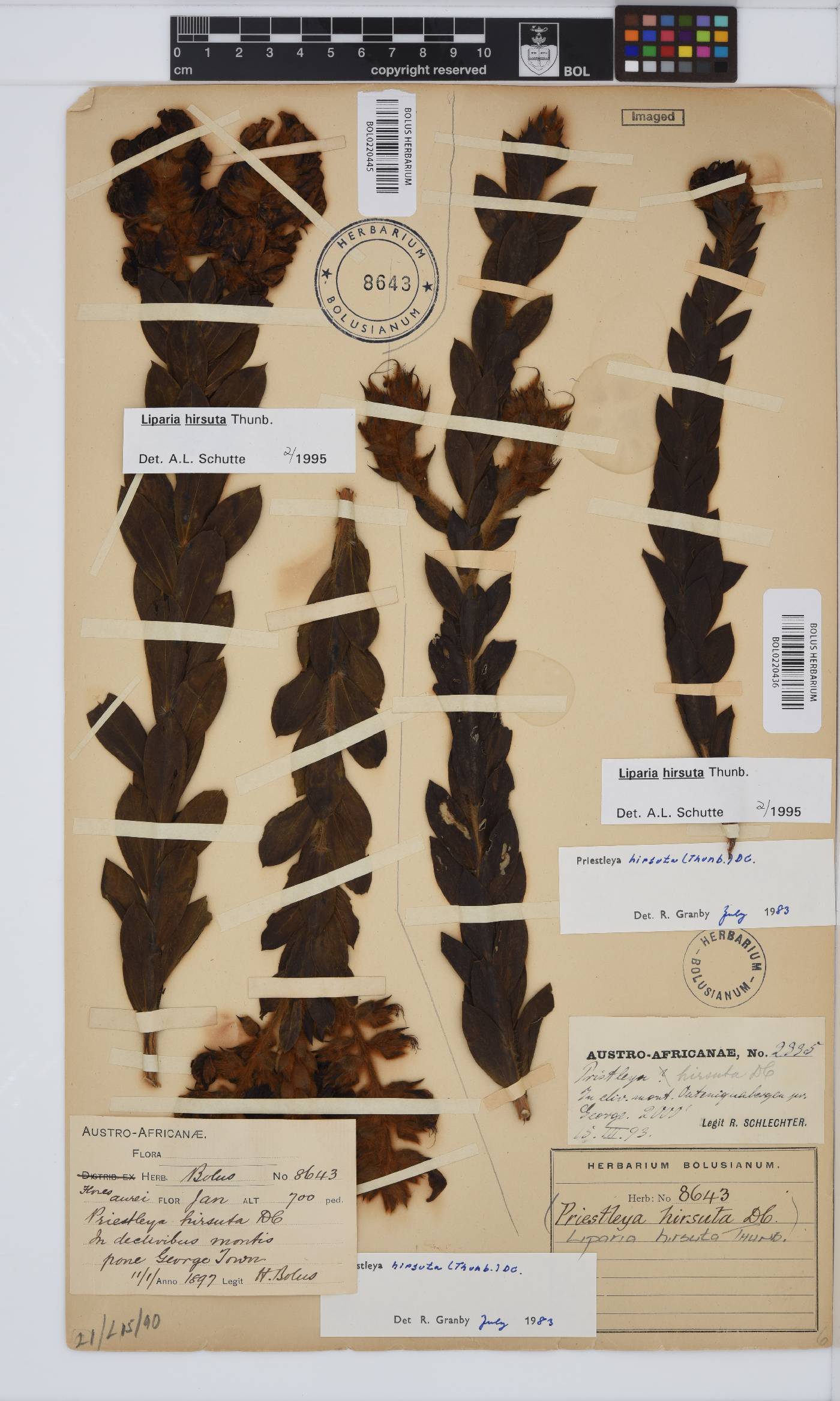 Liparia hirsuta image