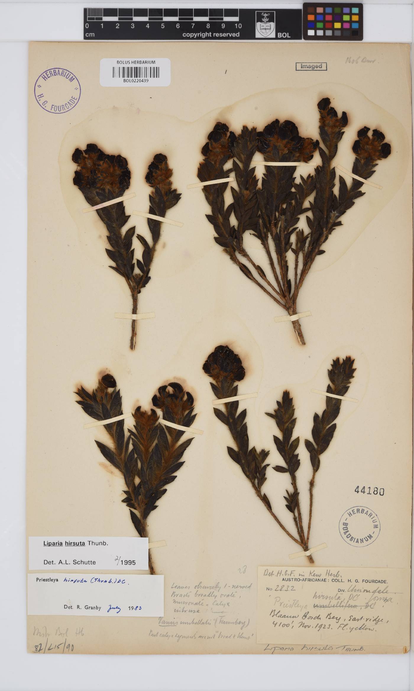 Liparia hirsuta image