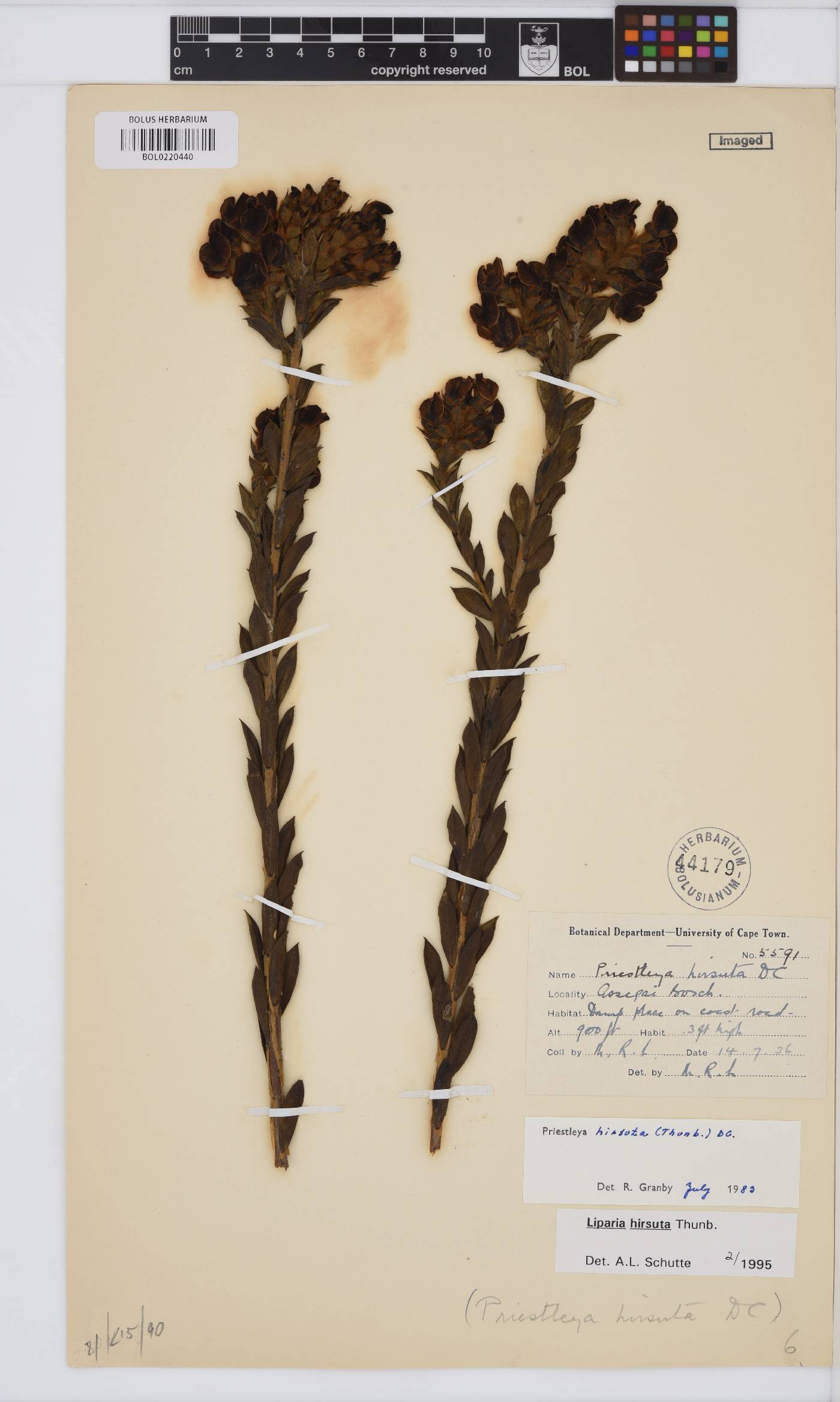 Liparia image