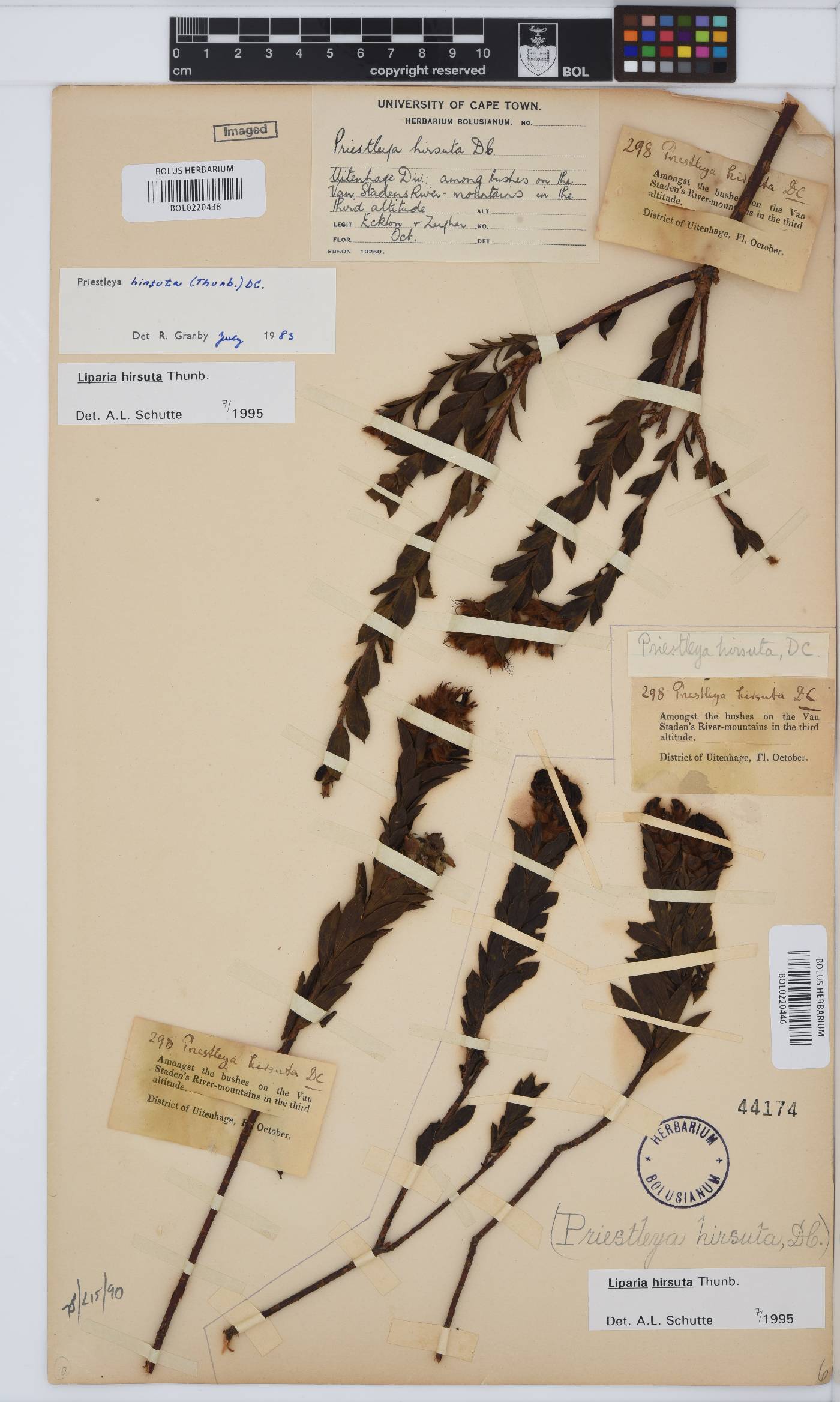 Liparia hirsuta image