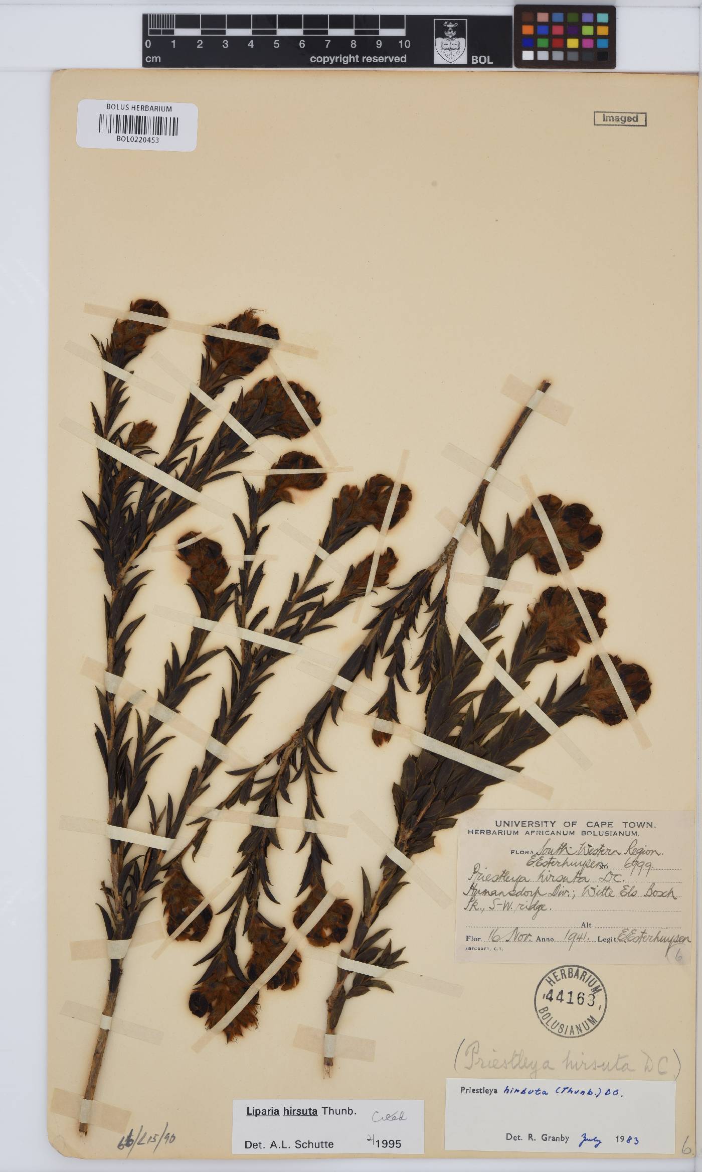 Liparia hirsuta image