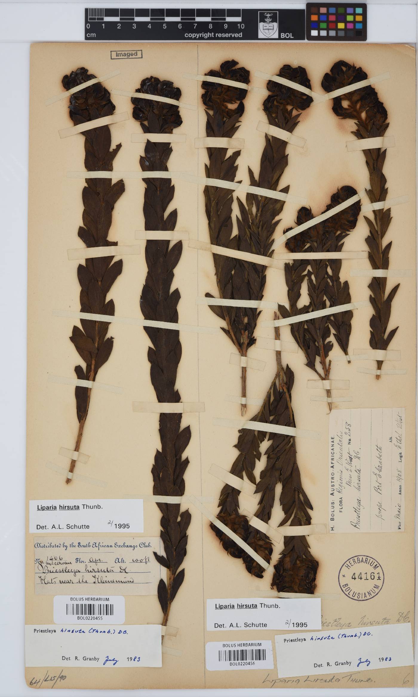 Liparia hirsuta image