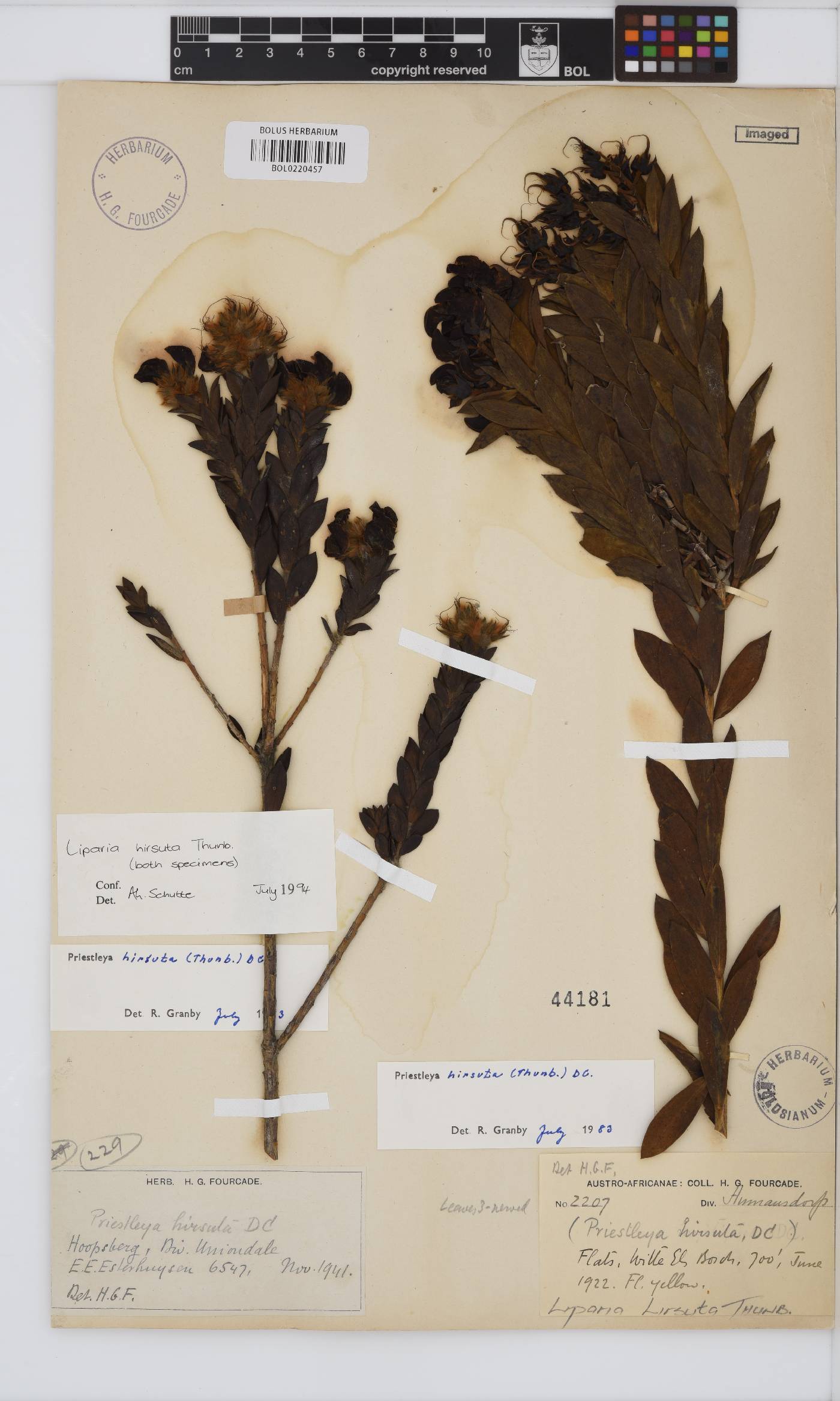 Liparia hirsuta image