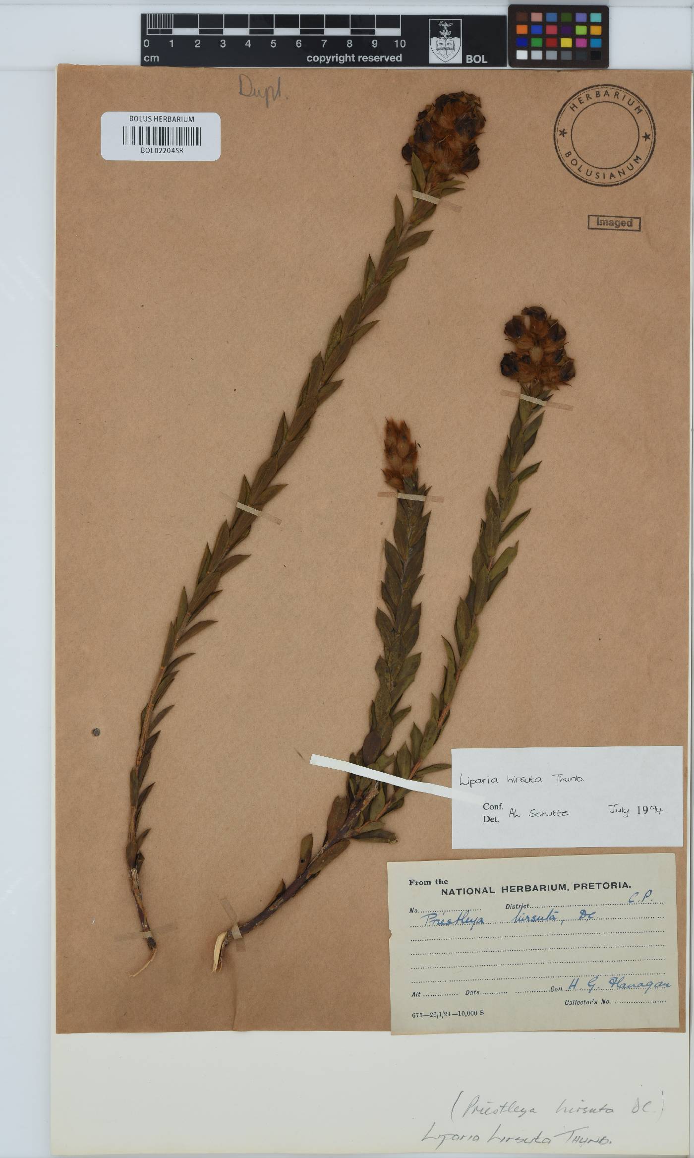 Liparia hirsuta image