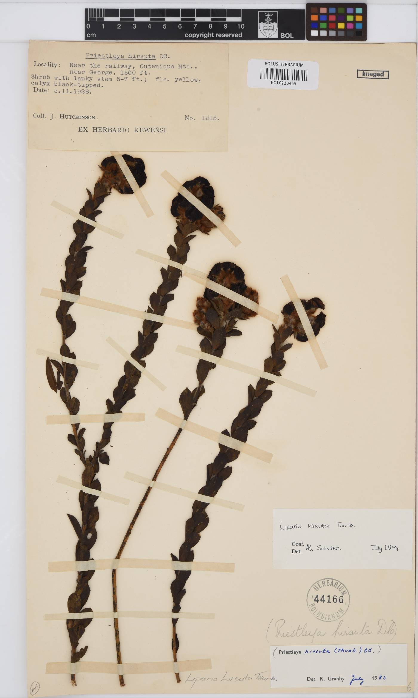 Liparia hirsuta image