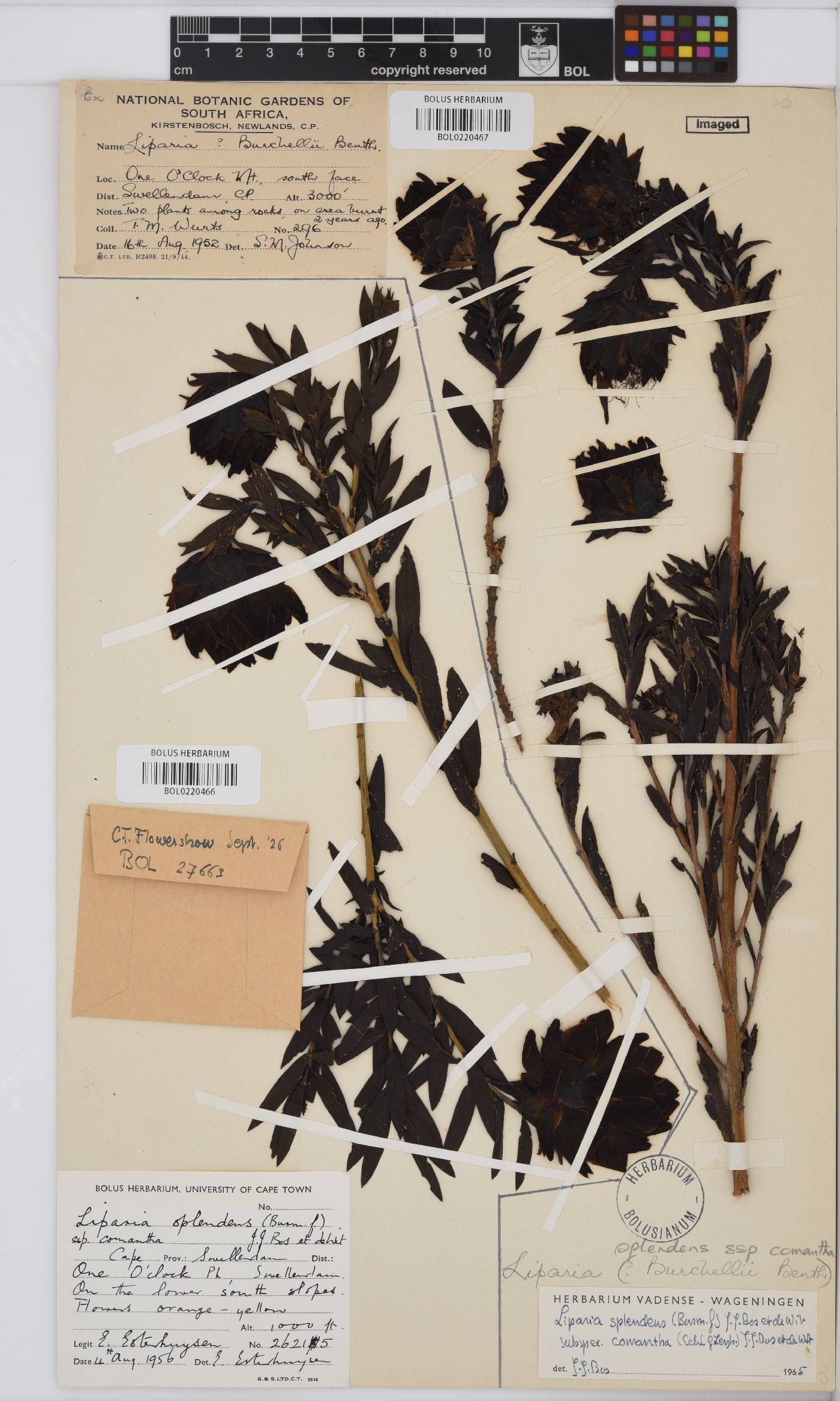 Liparia splendens subsp. comantha image