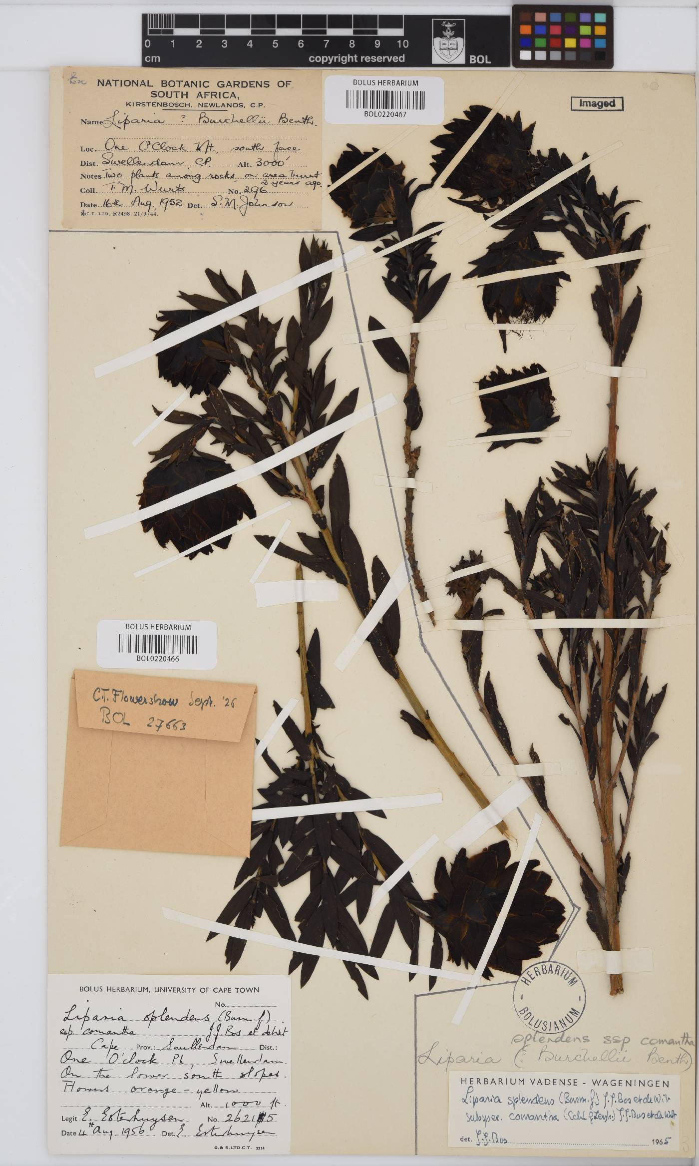 Liparia splendens subsp. comantha image