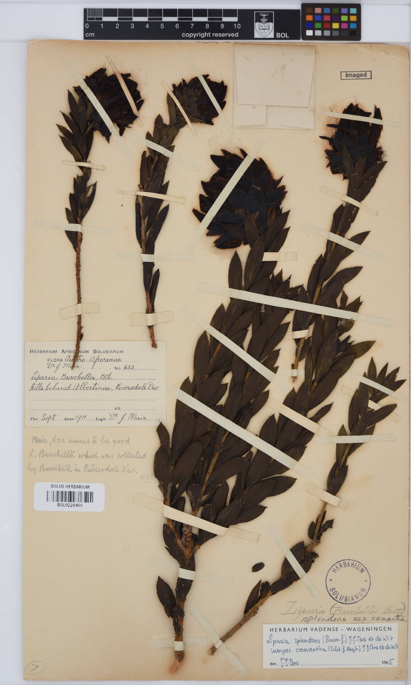 Liparia splendens subsp. comantha image