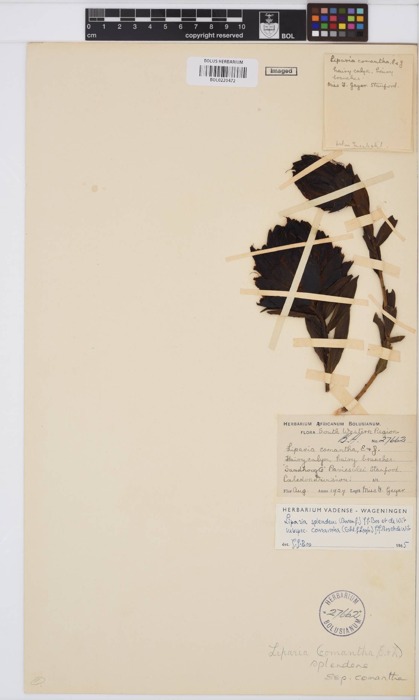 Liparia splendens subsp. comantha image