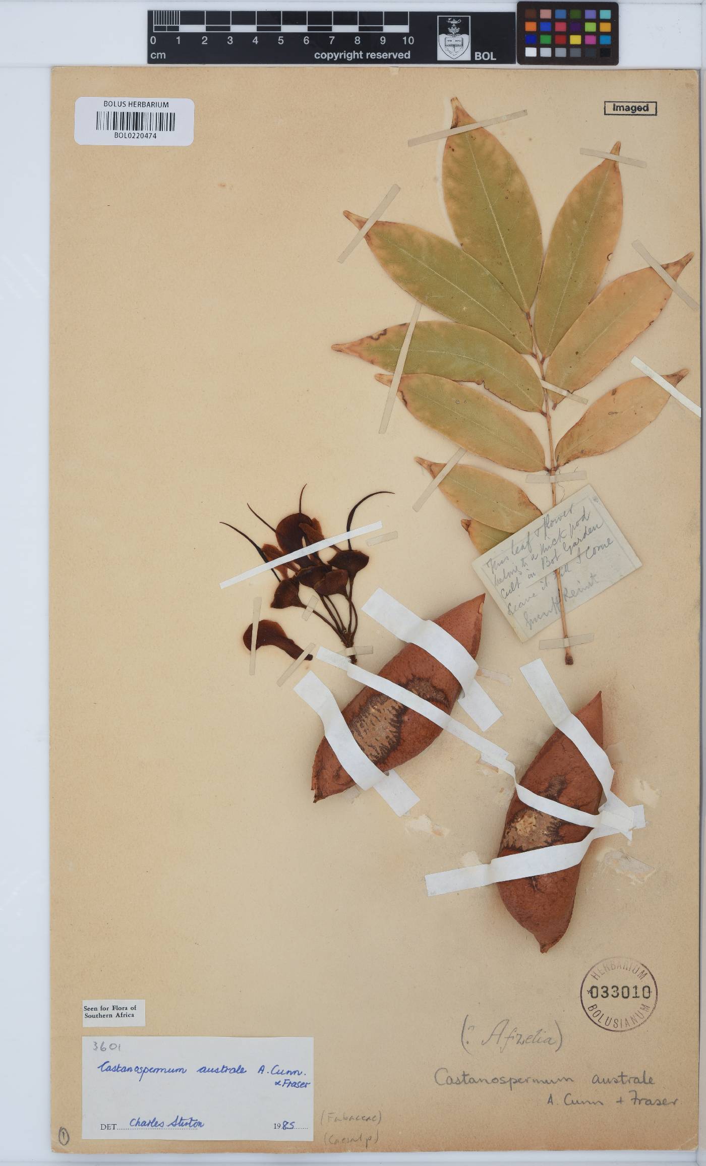 Castanospermum image