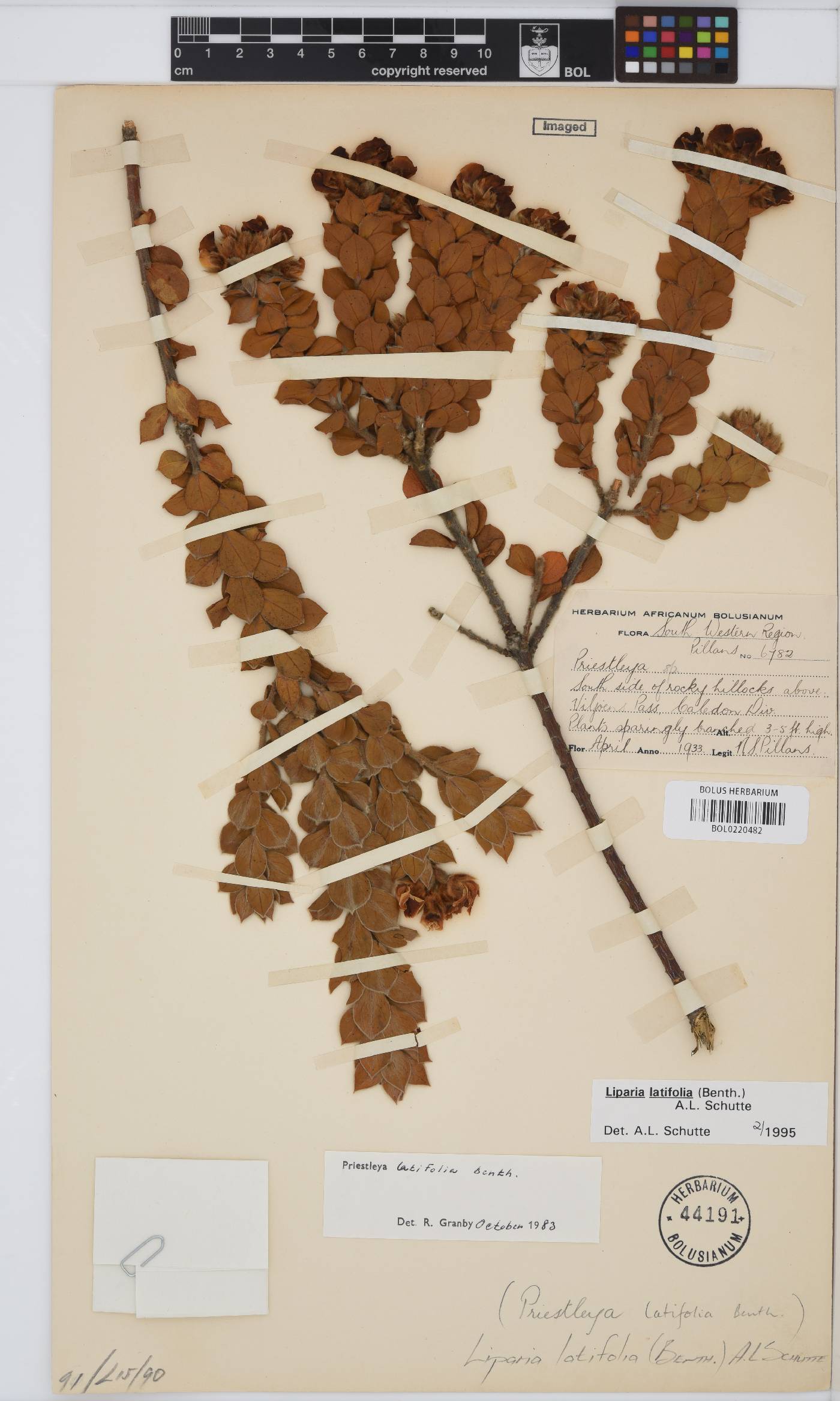Liparia latifolia image