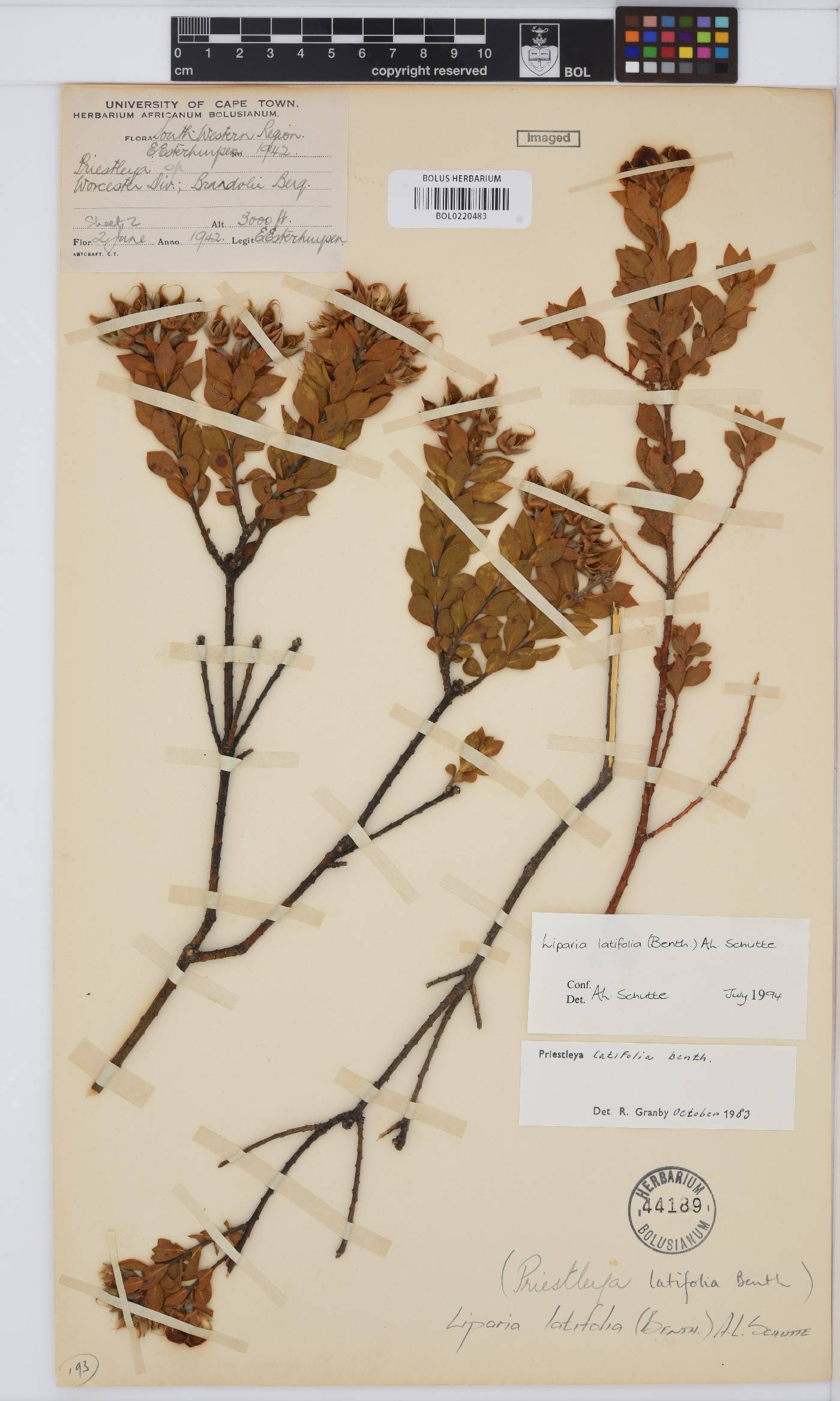 Liparia latifolia image