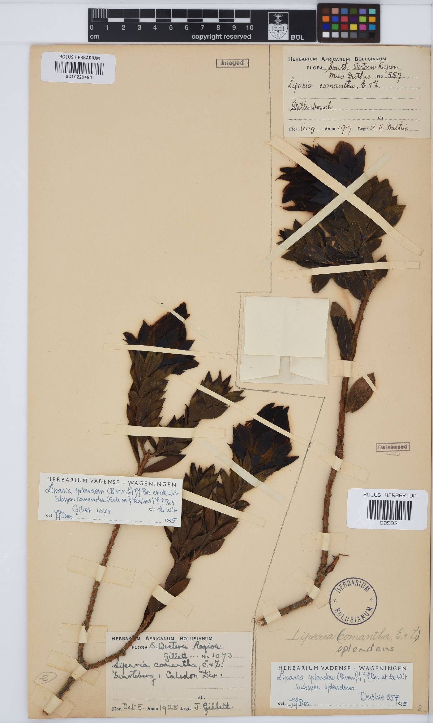 Liparia splendens subsp. splendens image