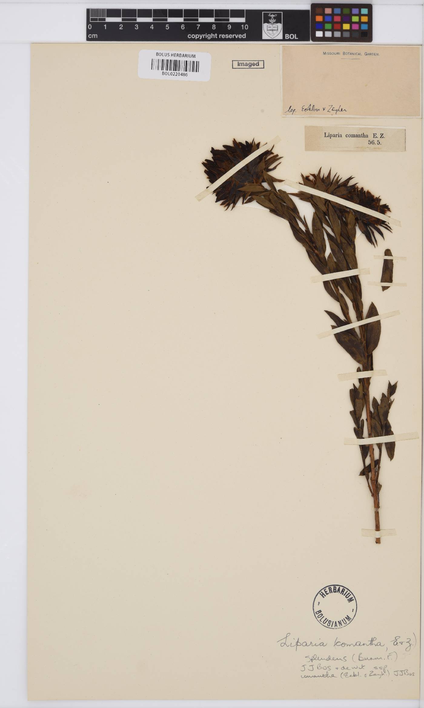 Liparia splendens subsp. comantha image