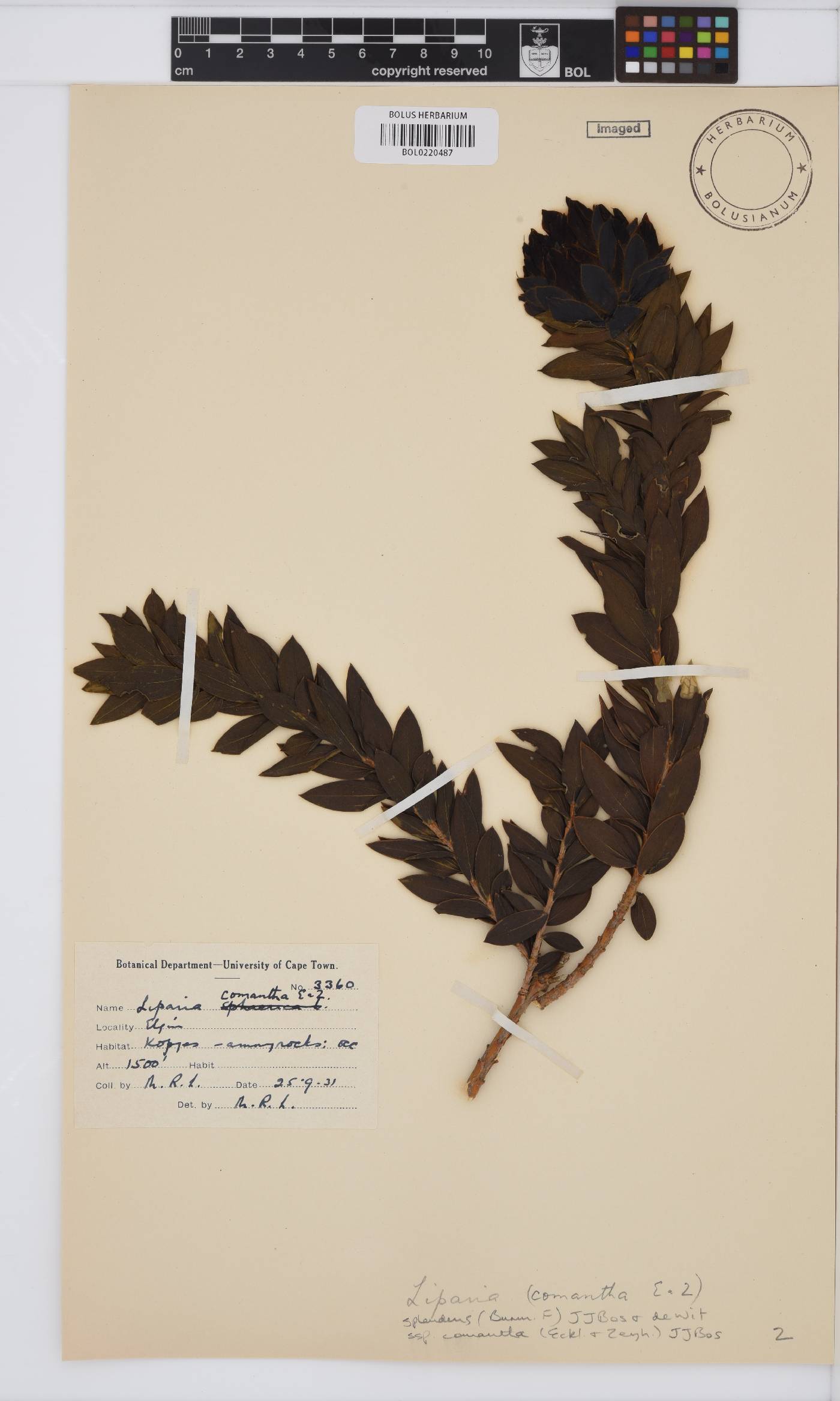 Liparia splendens subsp. comantha image