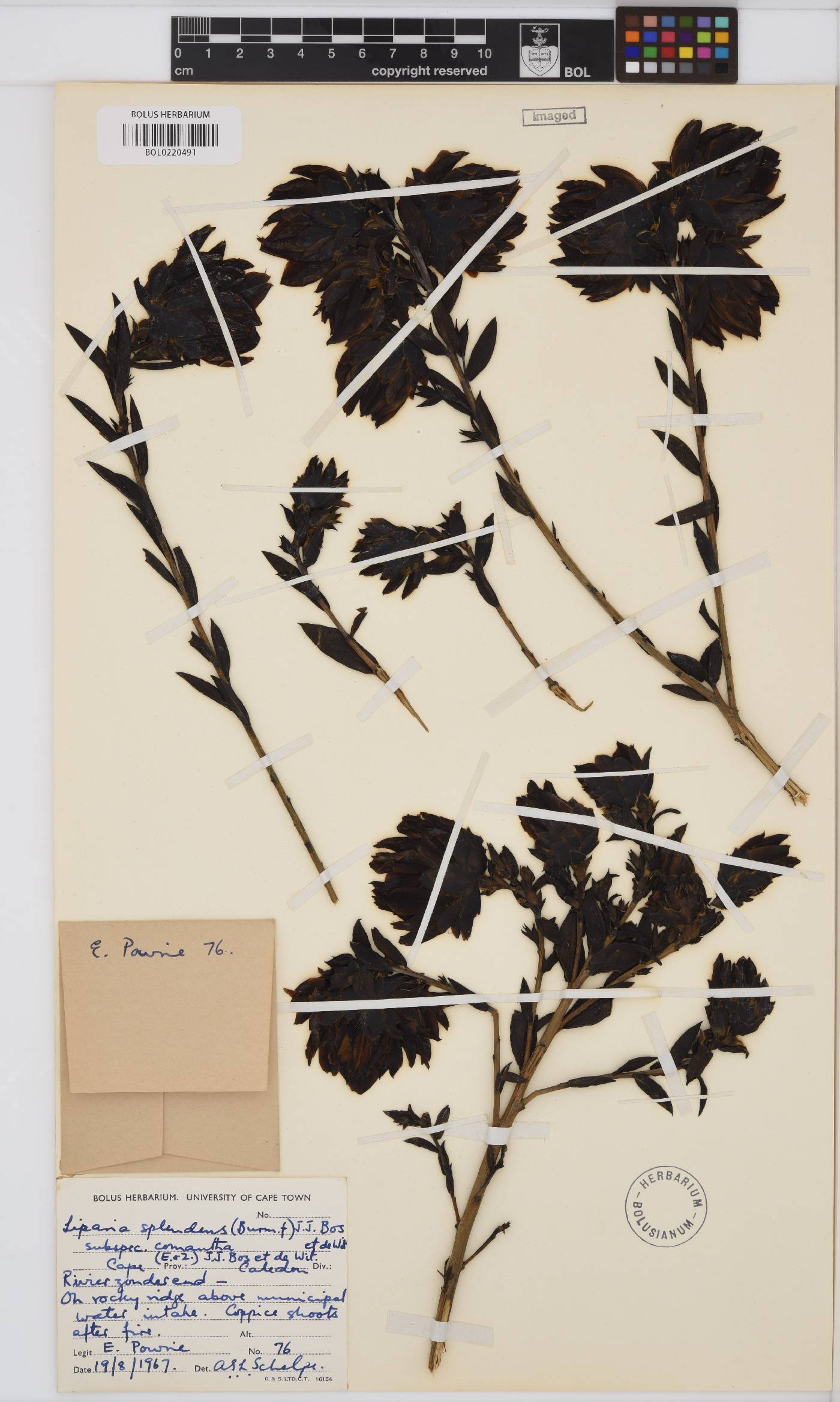 Liparia splendens subsp. comantha image
