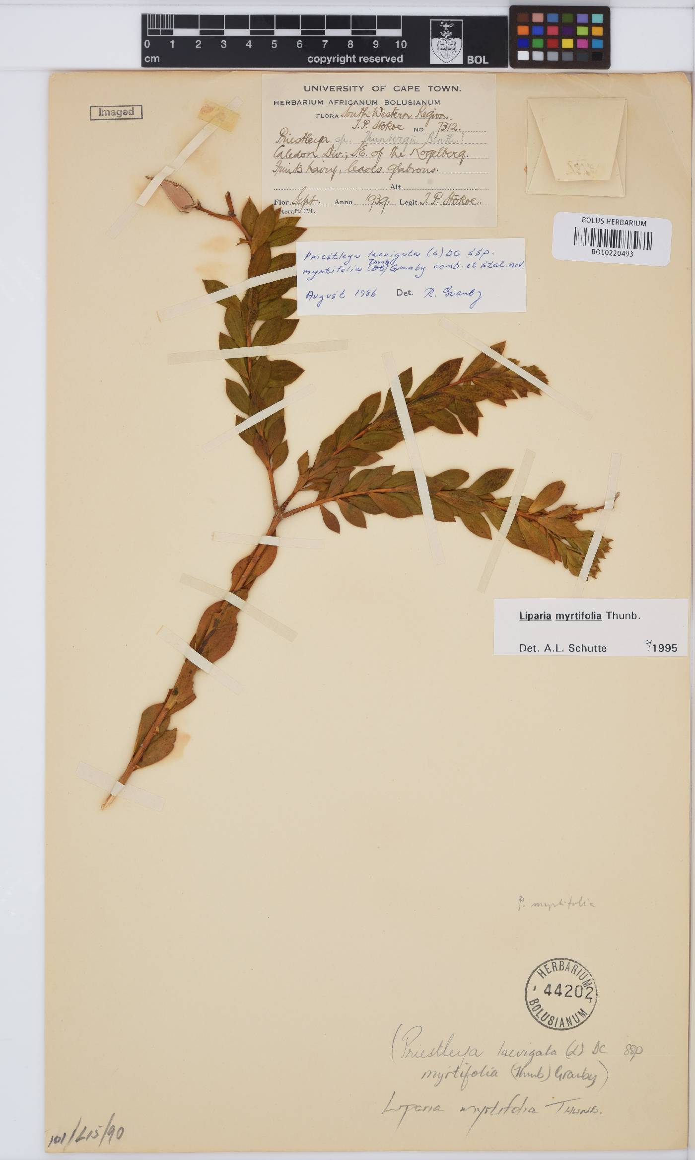 Liparia myrtifolia image