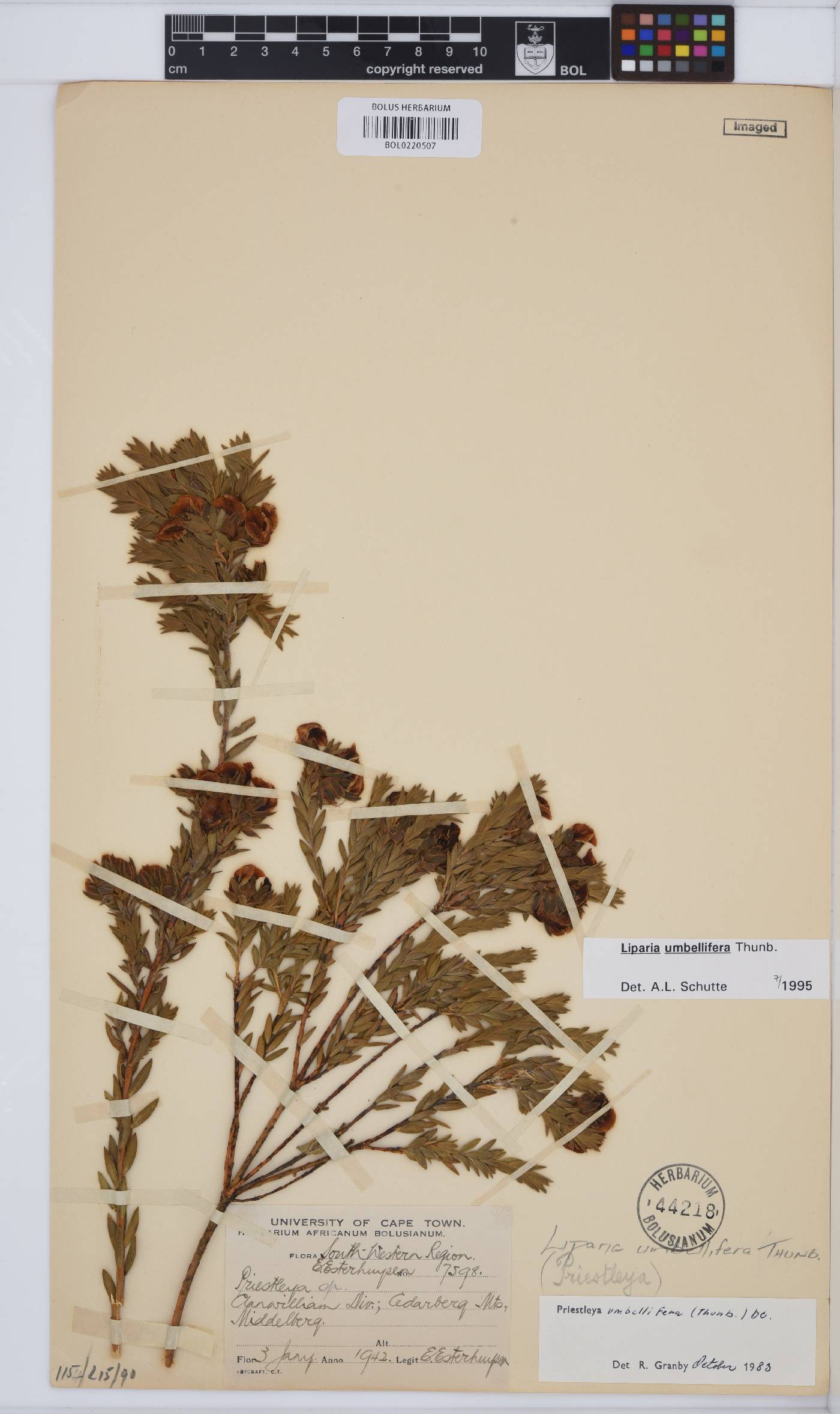Liparia umbellifera image