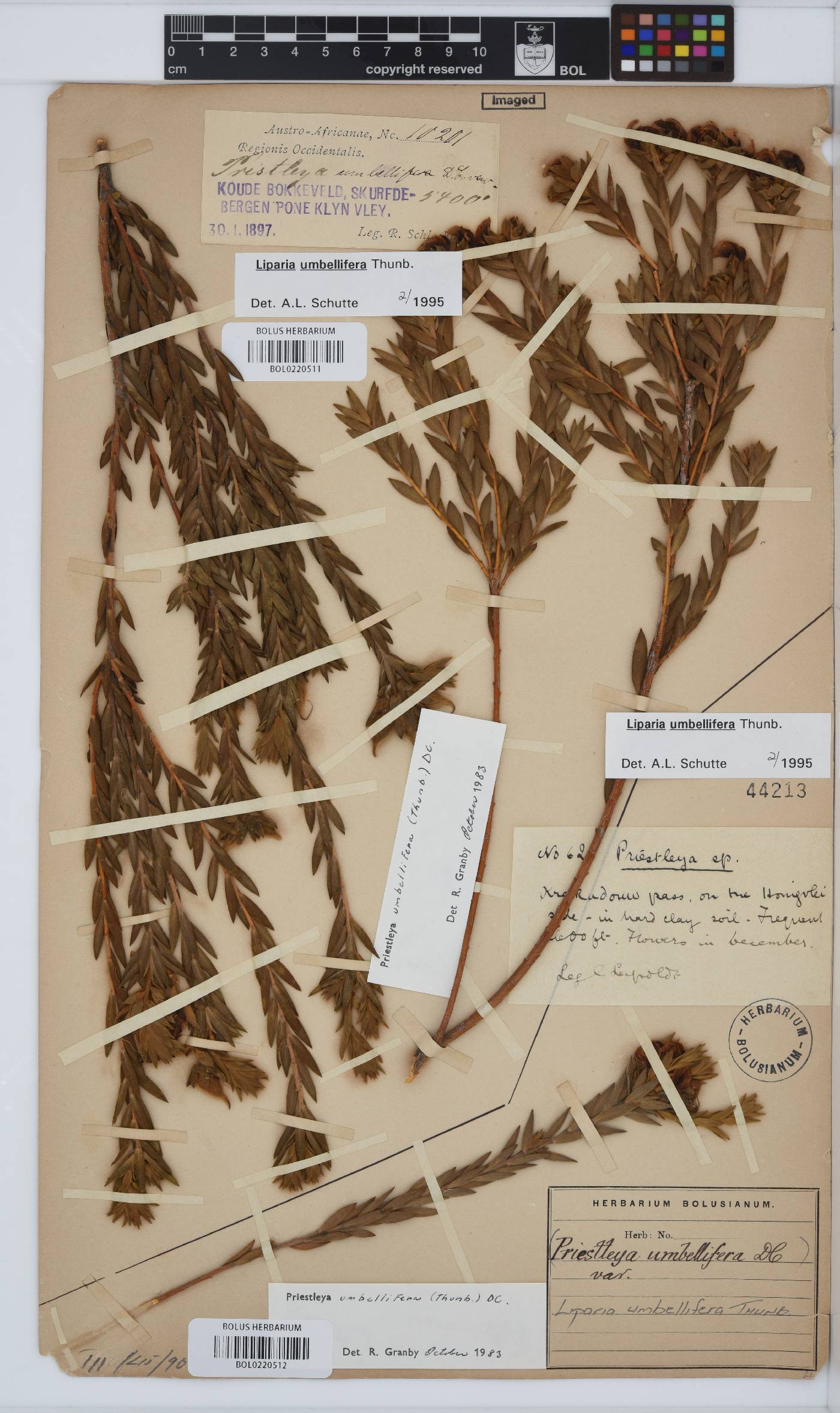 Liparia umbellifera image