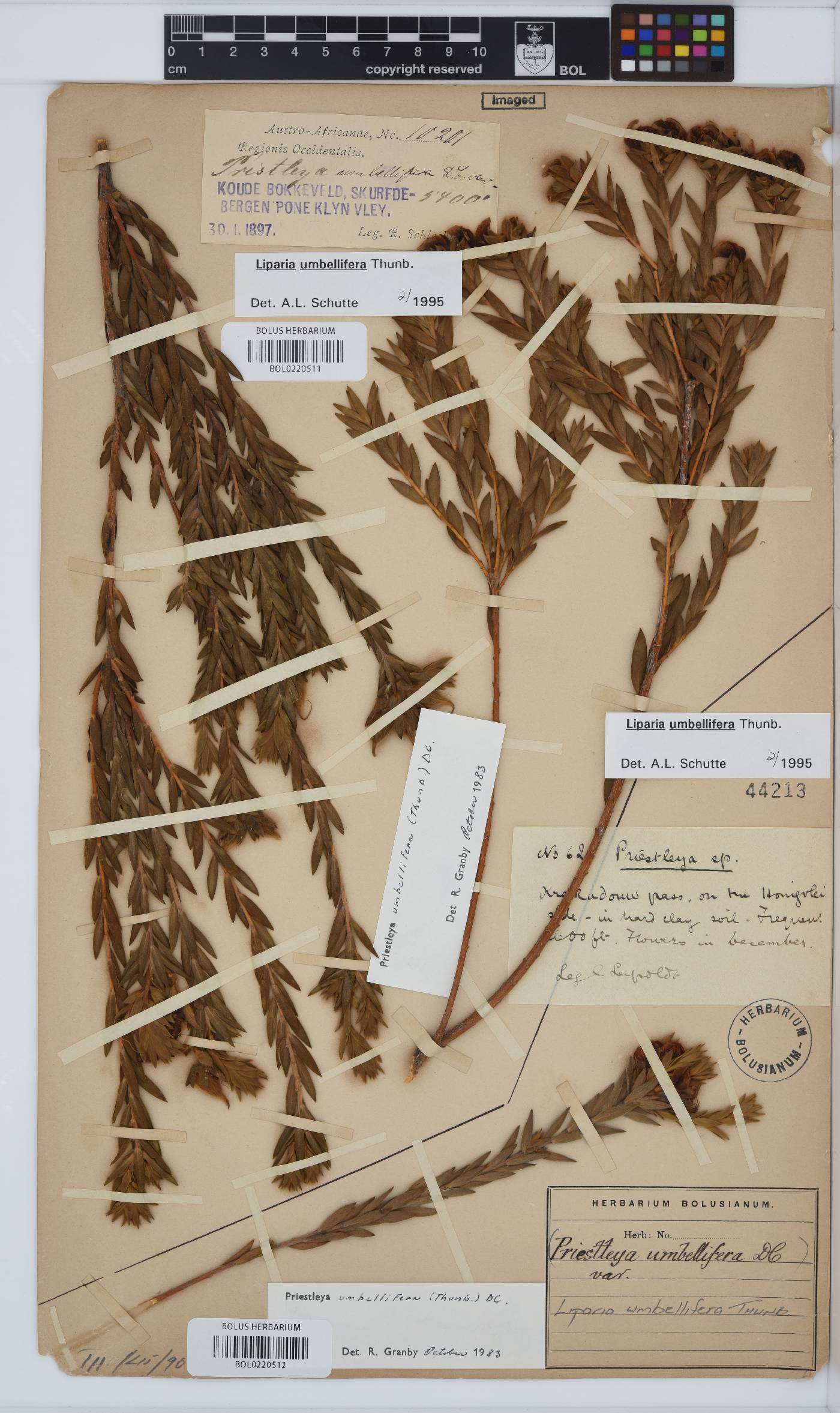 Liparia umbellifera image