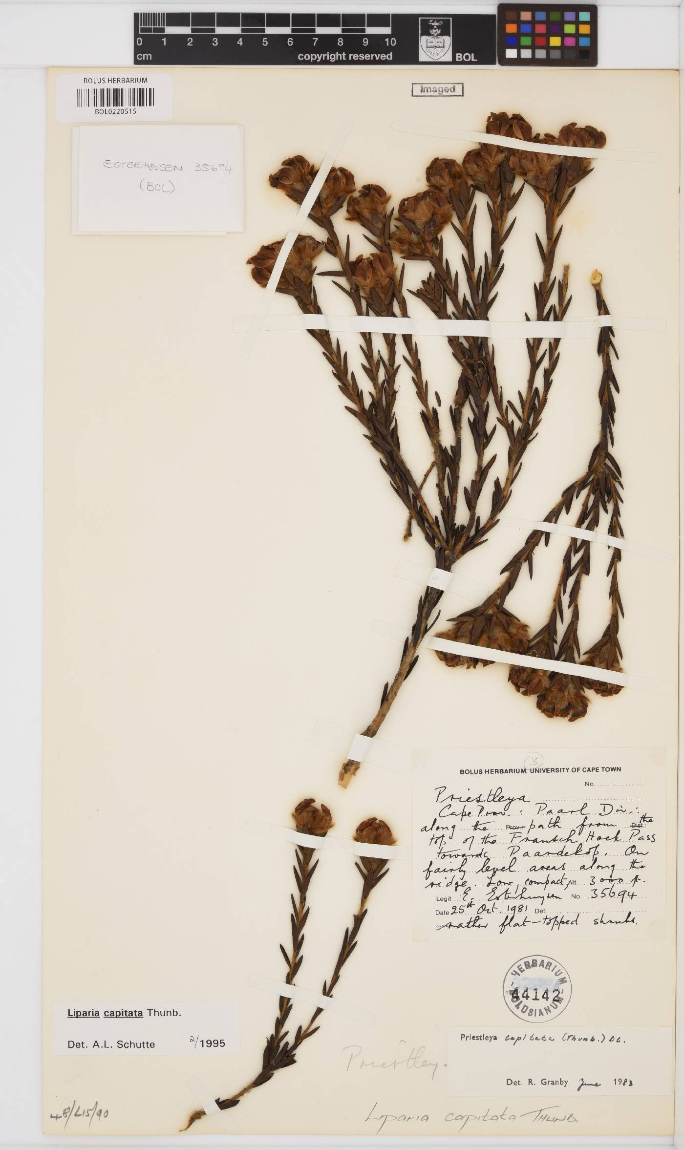 Liparia capitata image