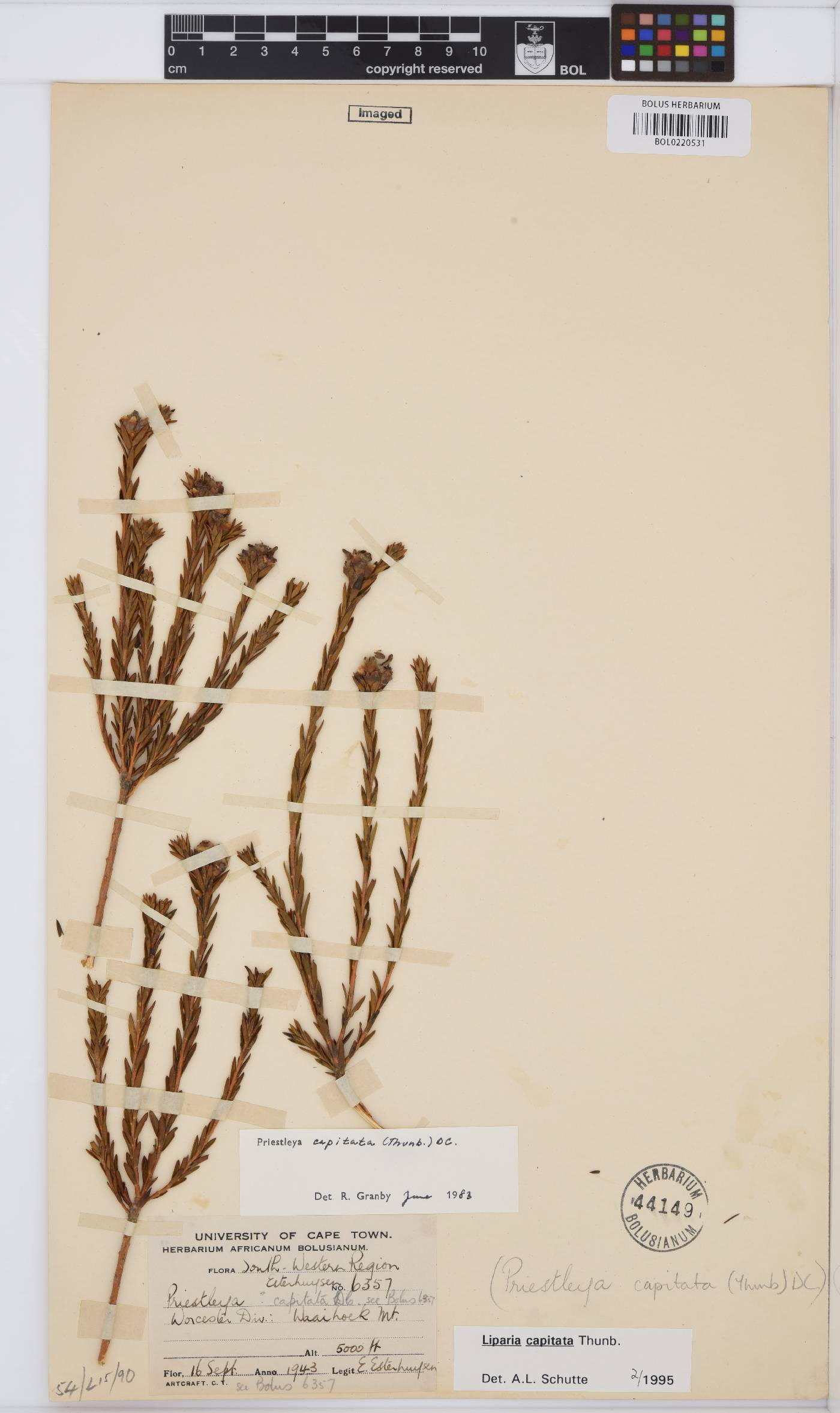 Liparia capitata image