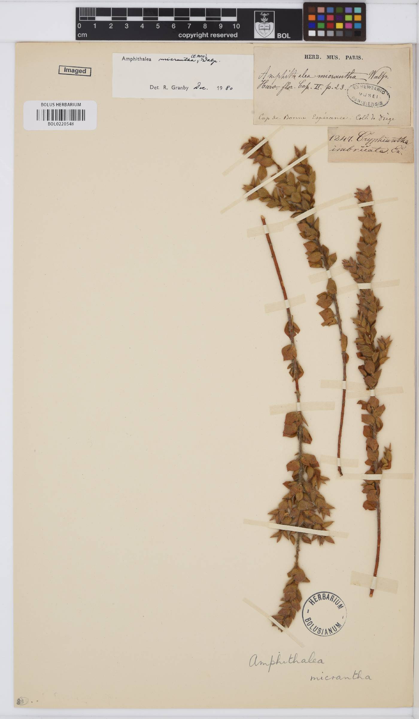 Amphithalea micrantha image