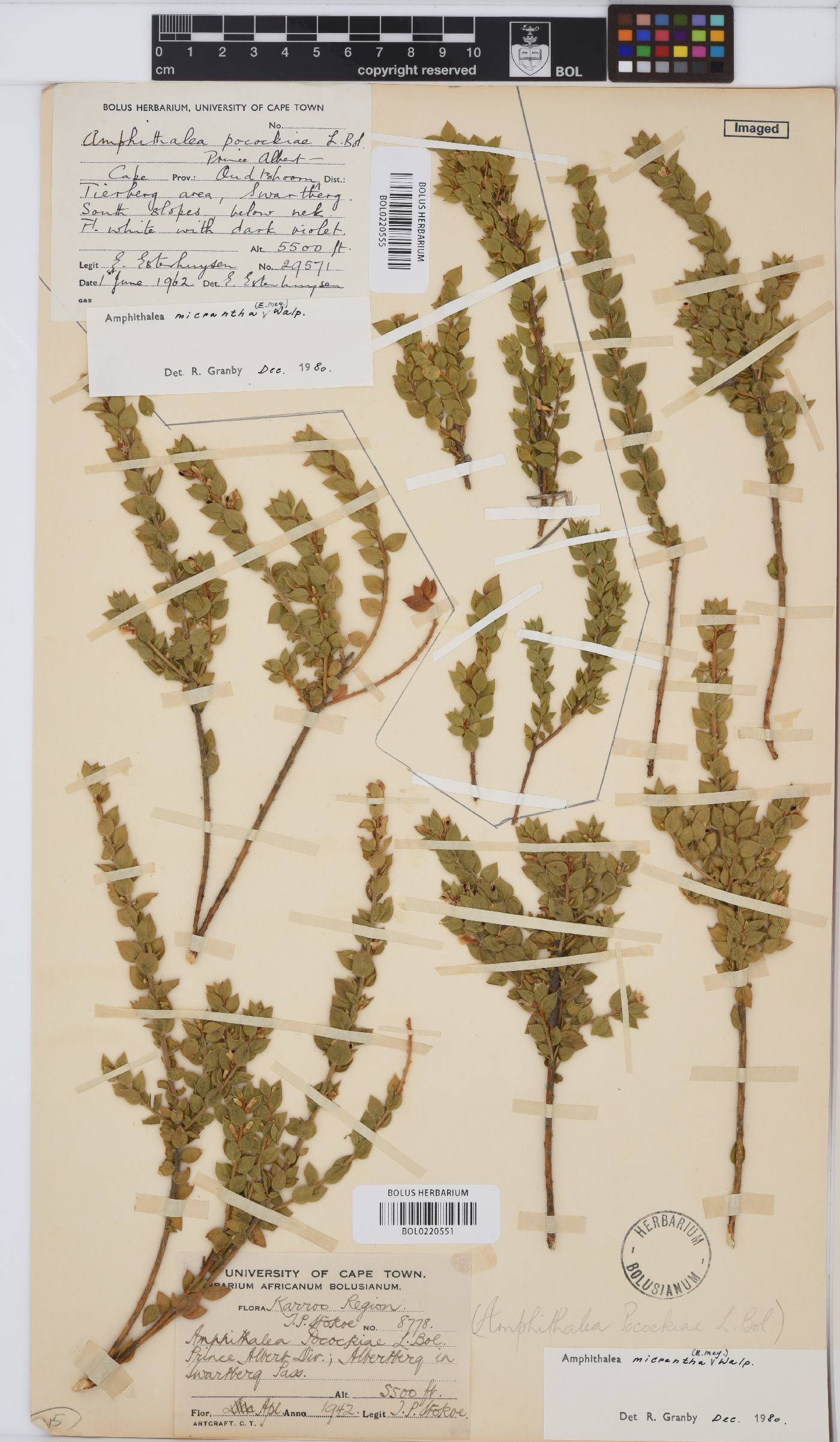 Amphithalea micrantha image