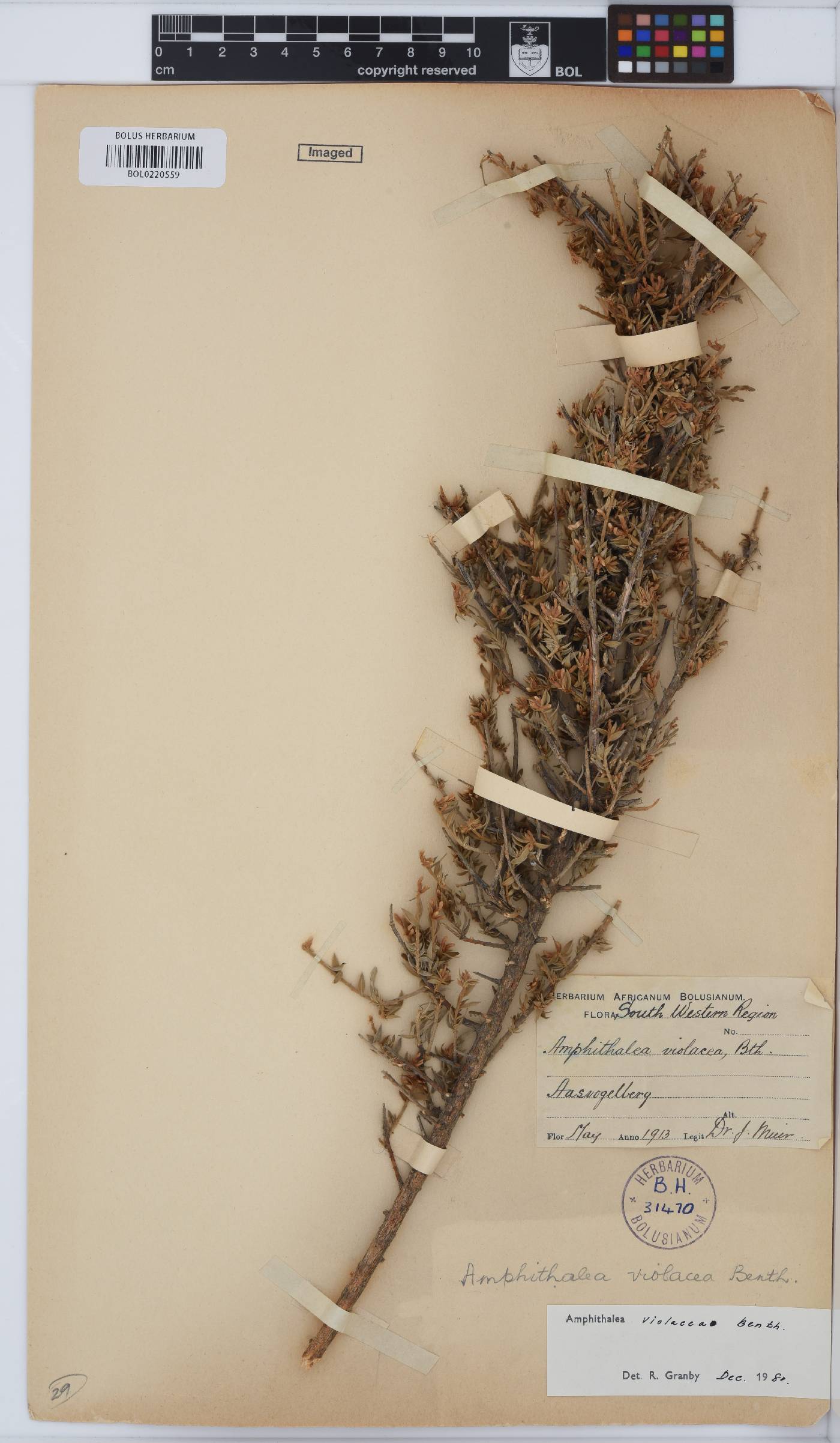 Amphithalea violacea image