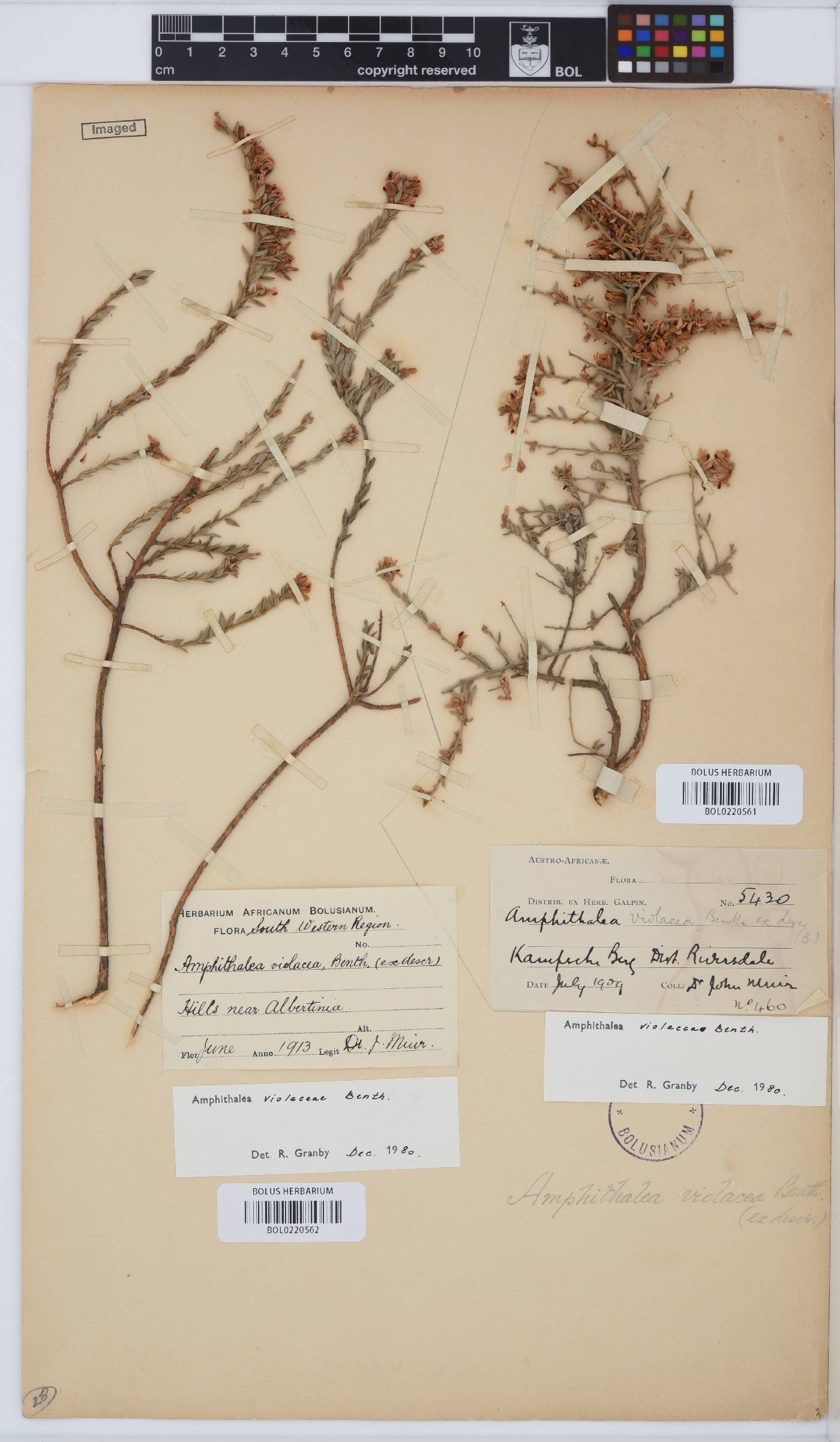 Amphithalea violacea image