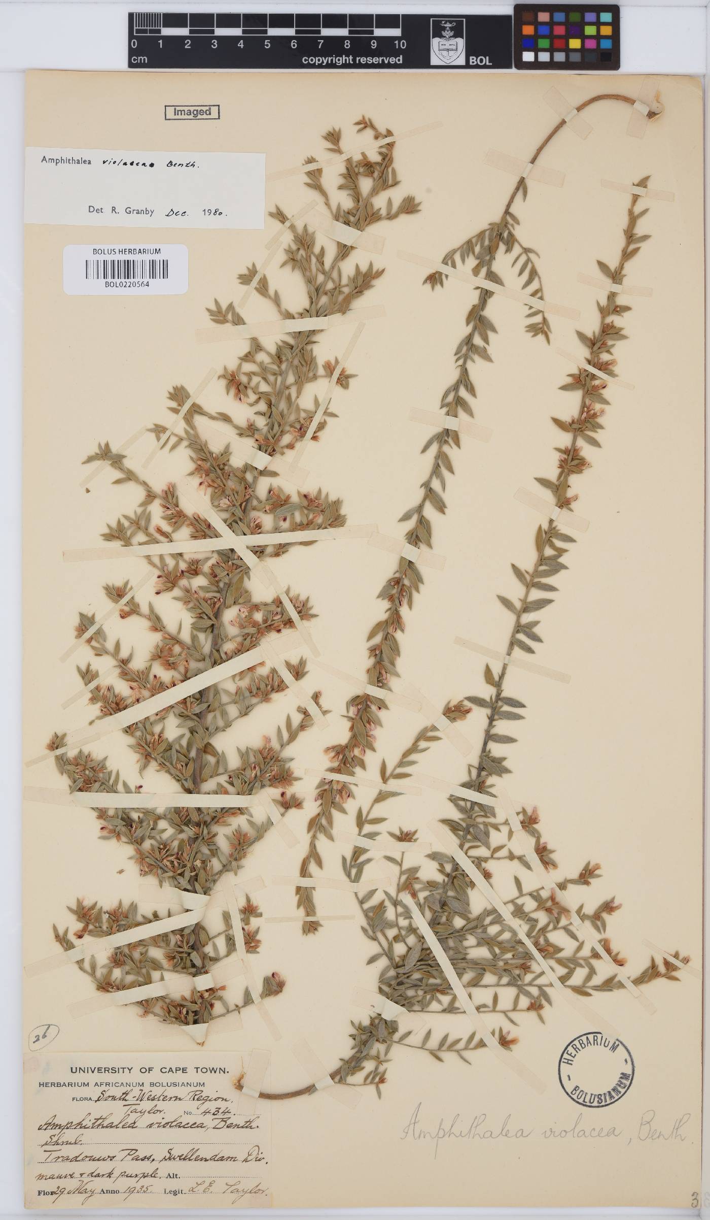 Amphithalea violacea image