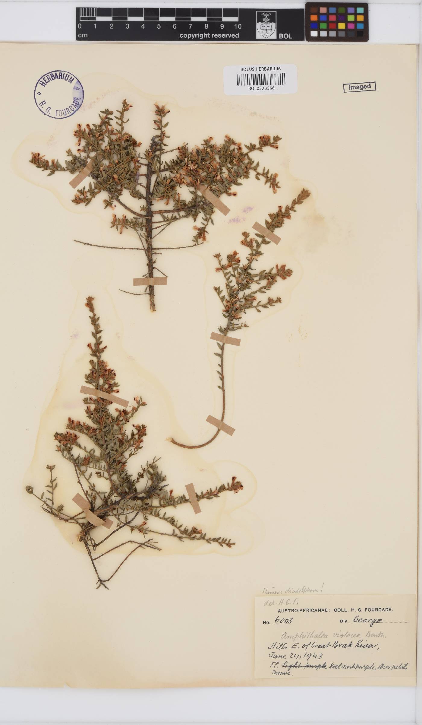 Amphithalea violacea image