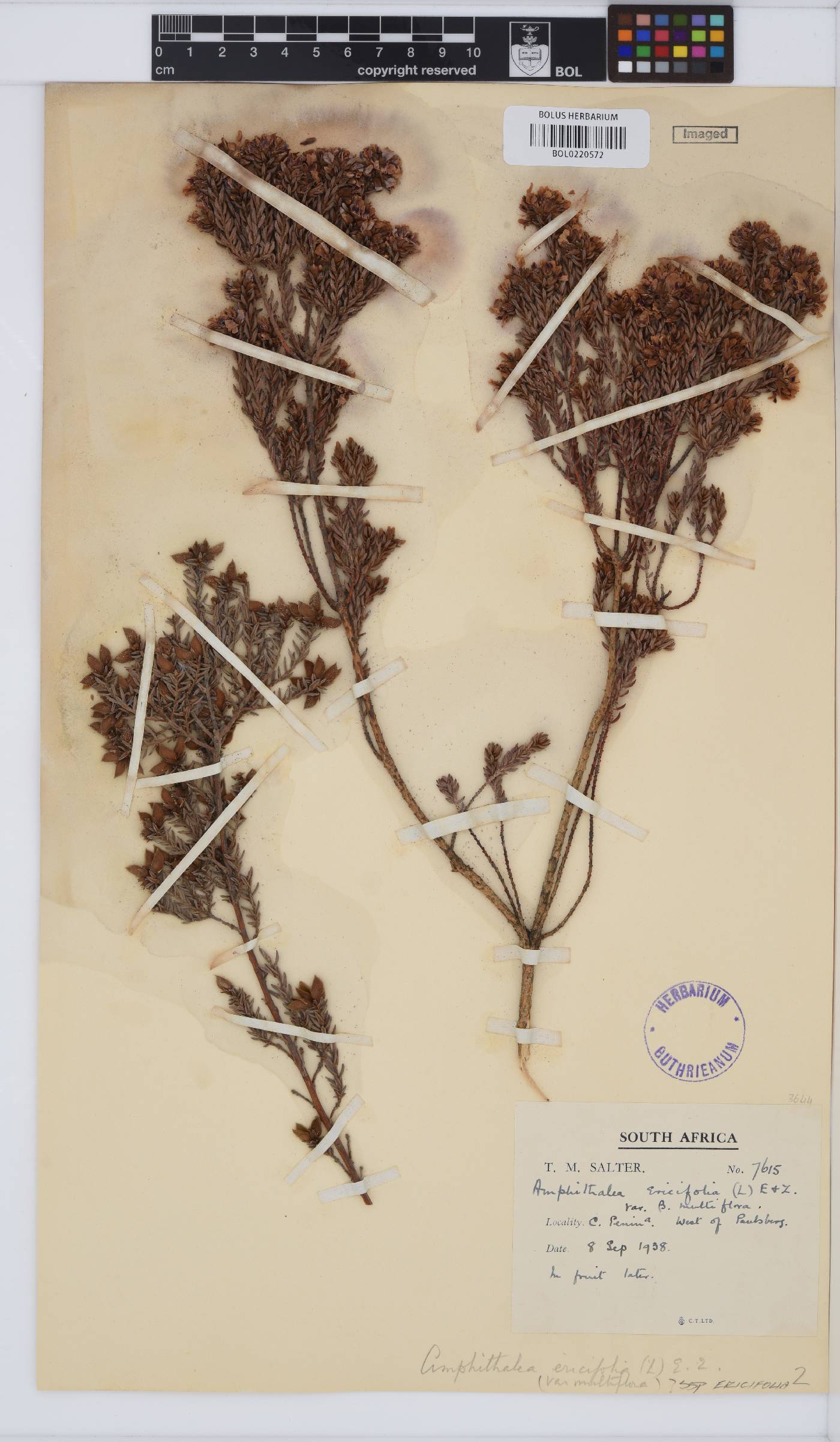 Amphithalea ericifolia subsp. ericifolia image