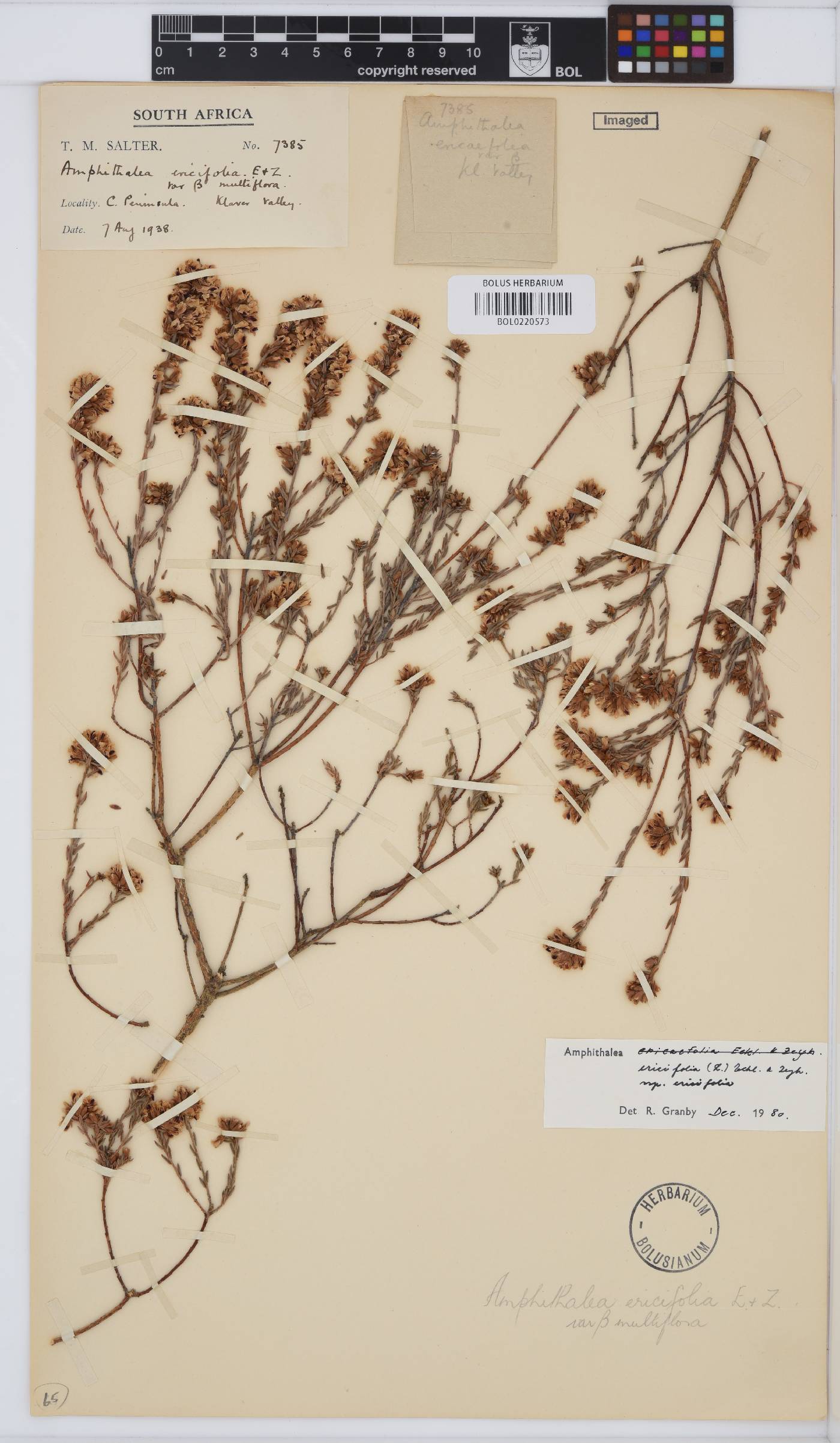 Amphithalea ericifolia subsp. ericifolia image