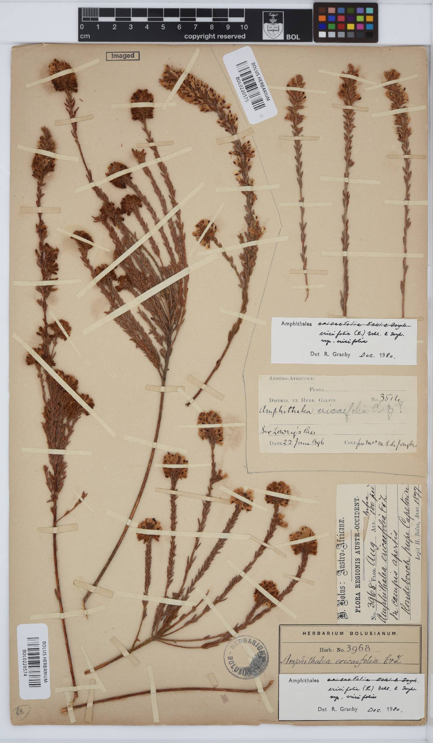 Amphithalea ericifolia subsp. ericifolia image