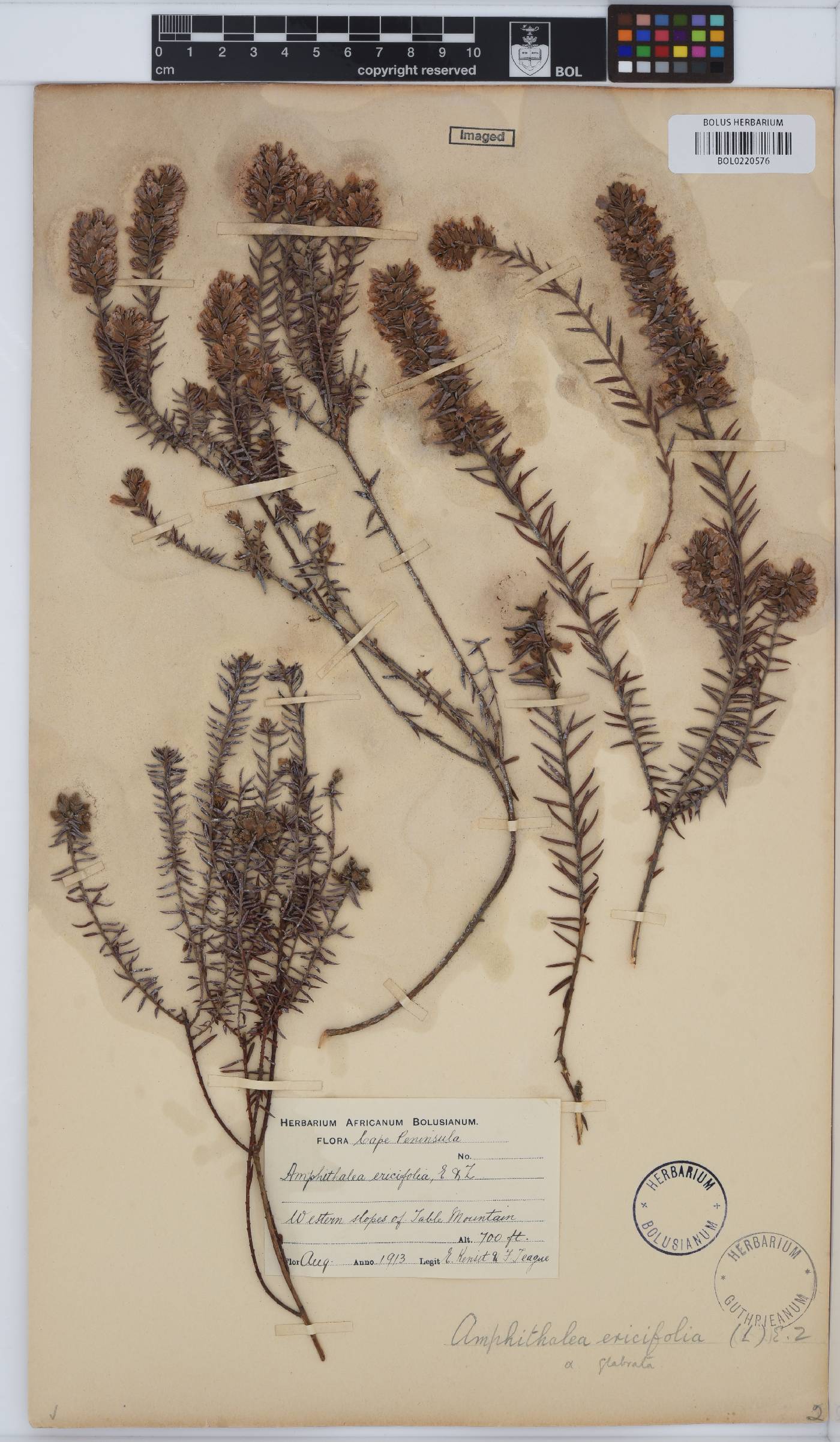 Amphithalea ericifolia subsp. ericifolia image