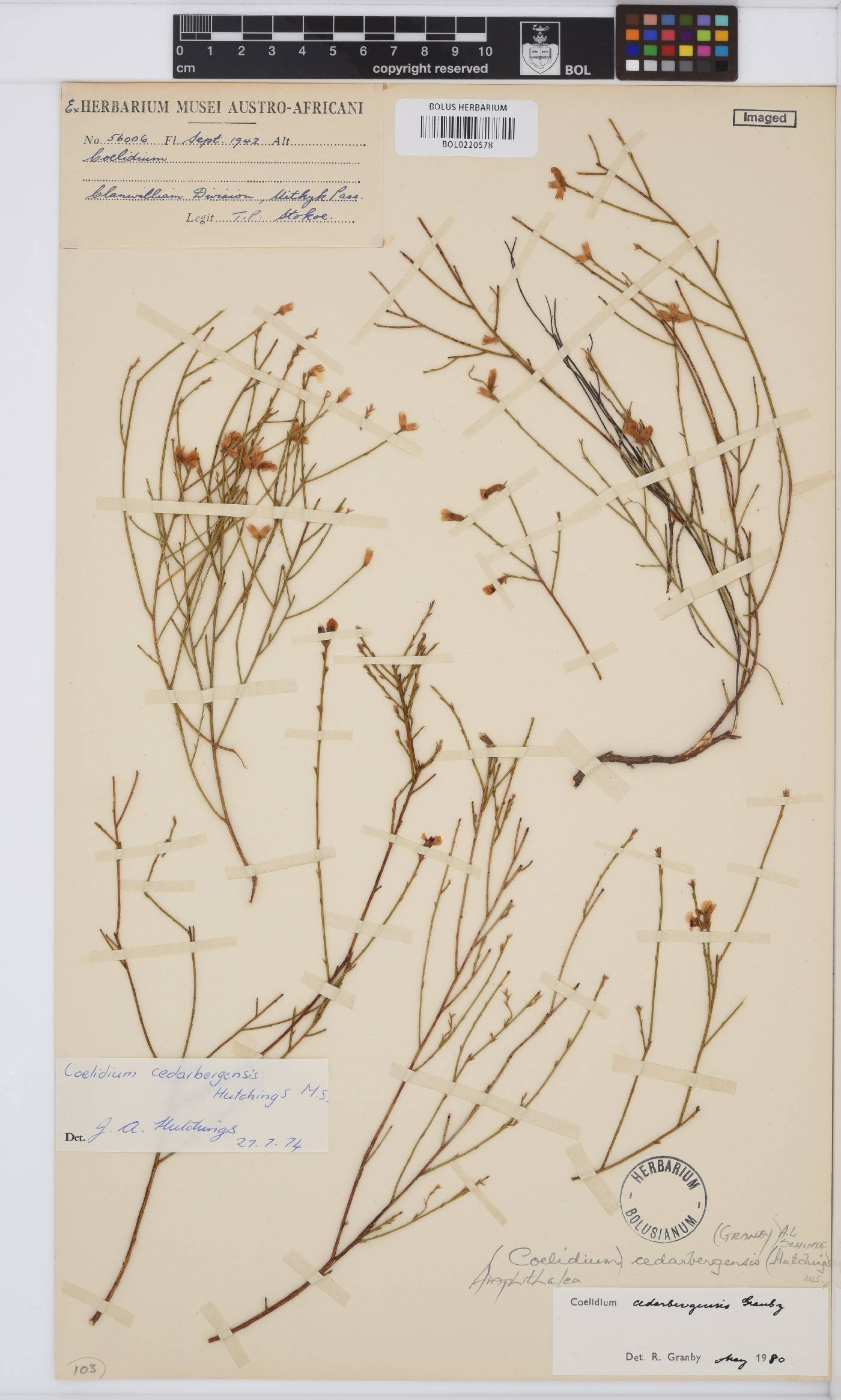Amphithalea cedarbergensis image