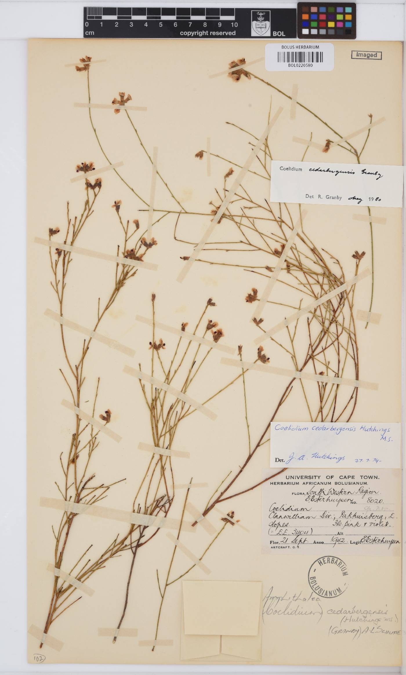 Amphithalea cedarbergensis image