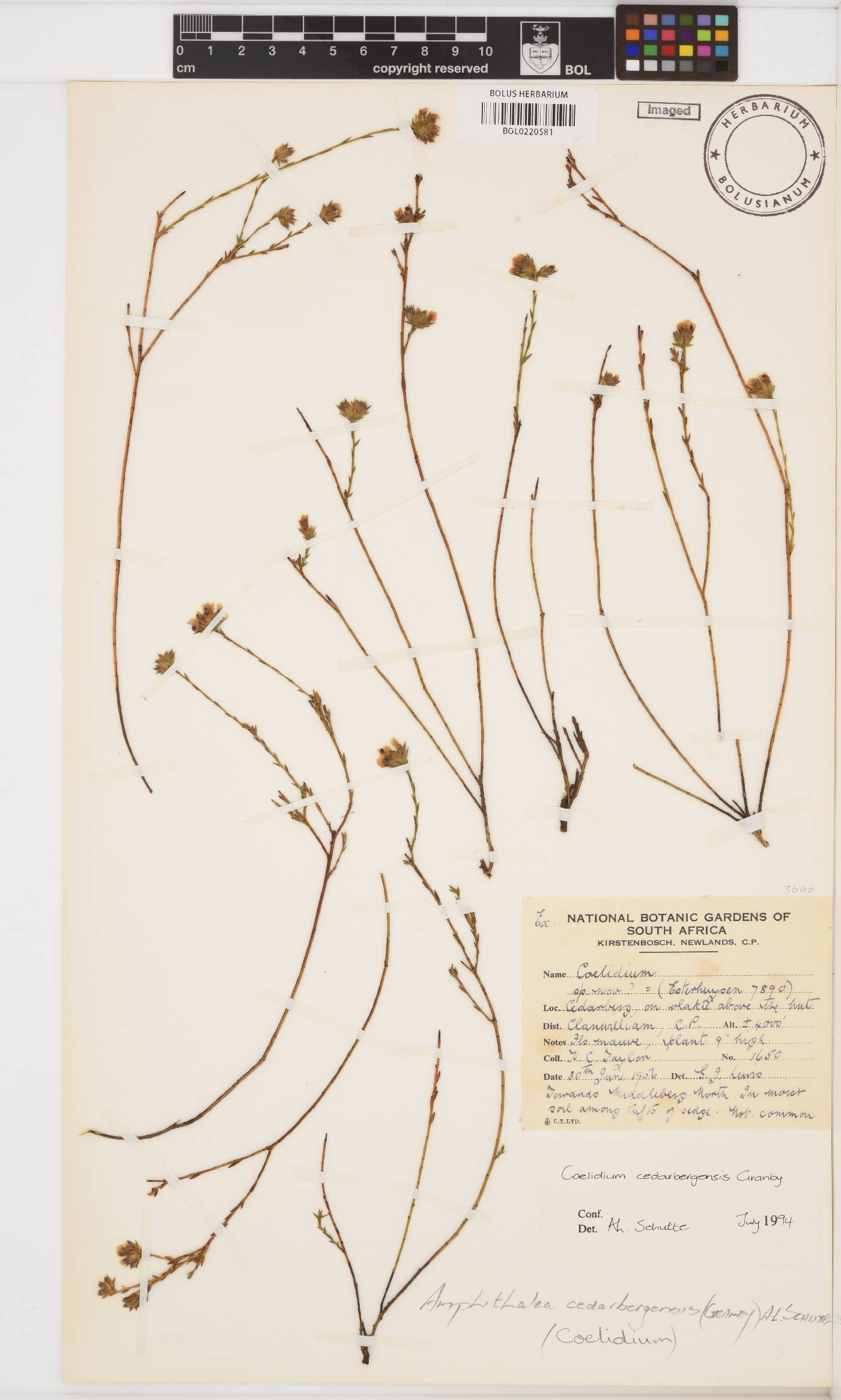 Amphithalea cedarbergensis image
