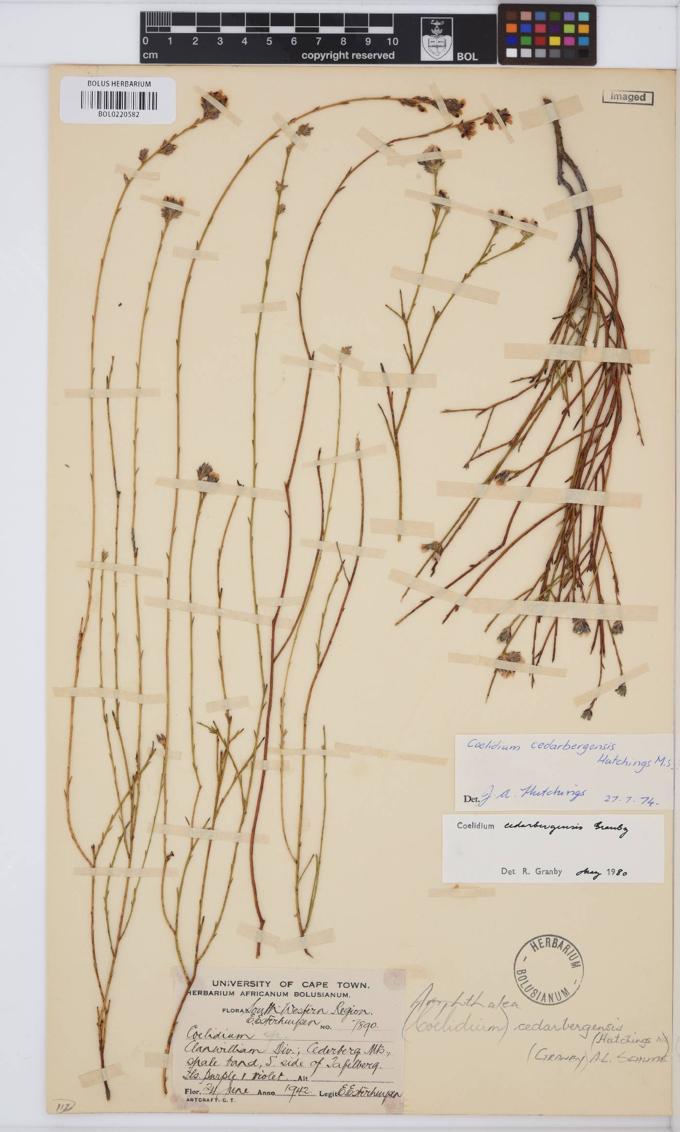 Amphithalea cedarbergensis image