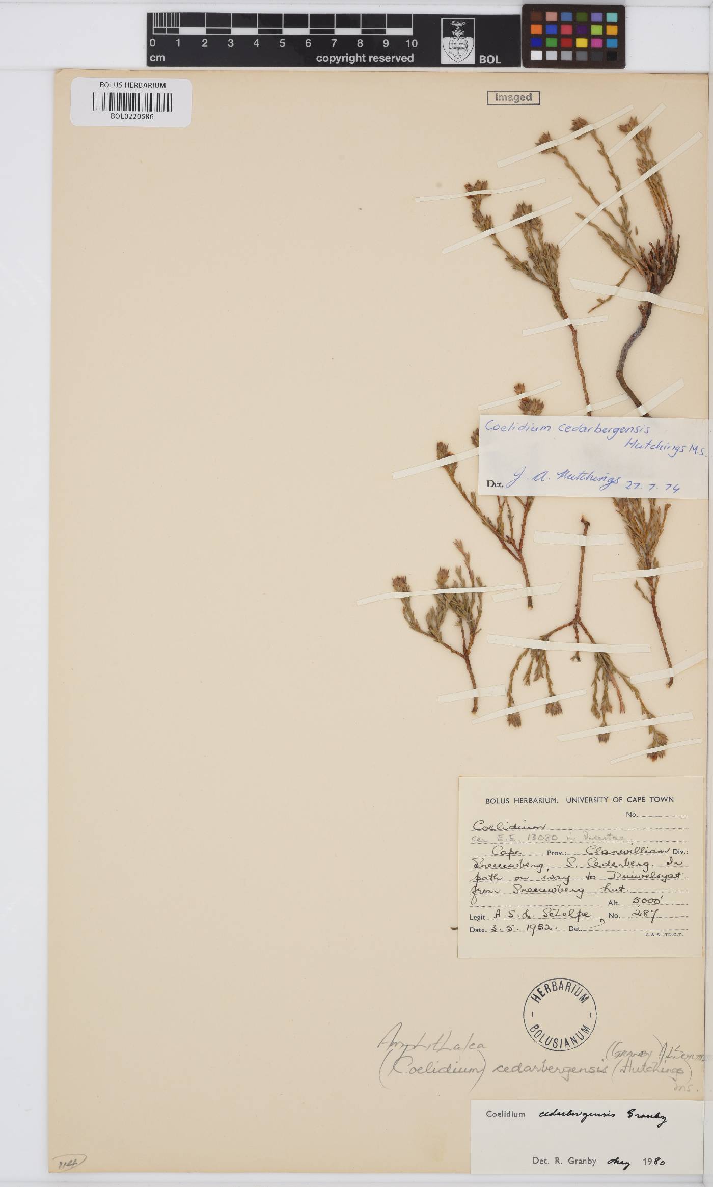Amphithalea cedarbergensis image