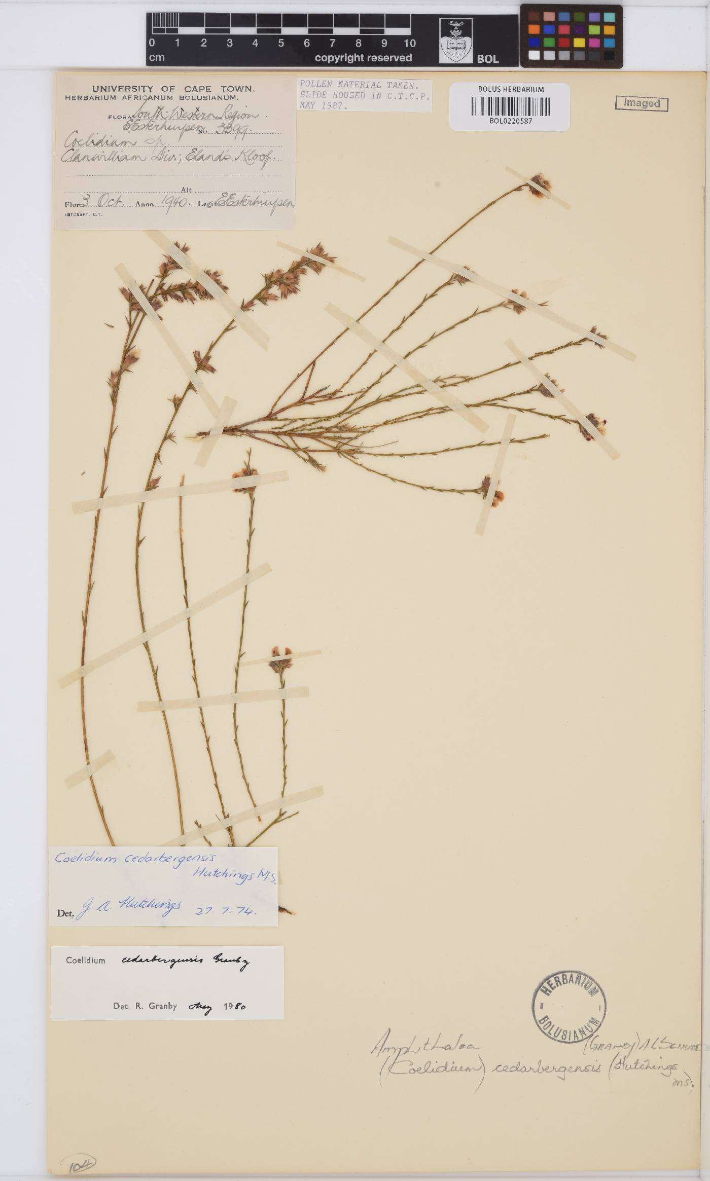 Amphithalea cedarbergensis image